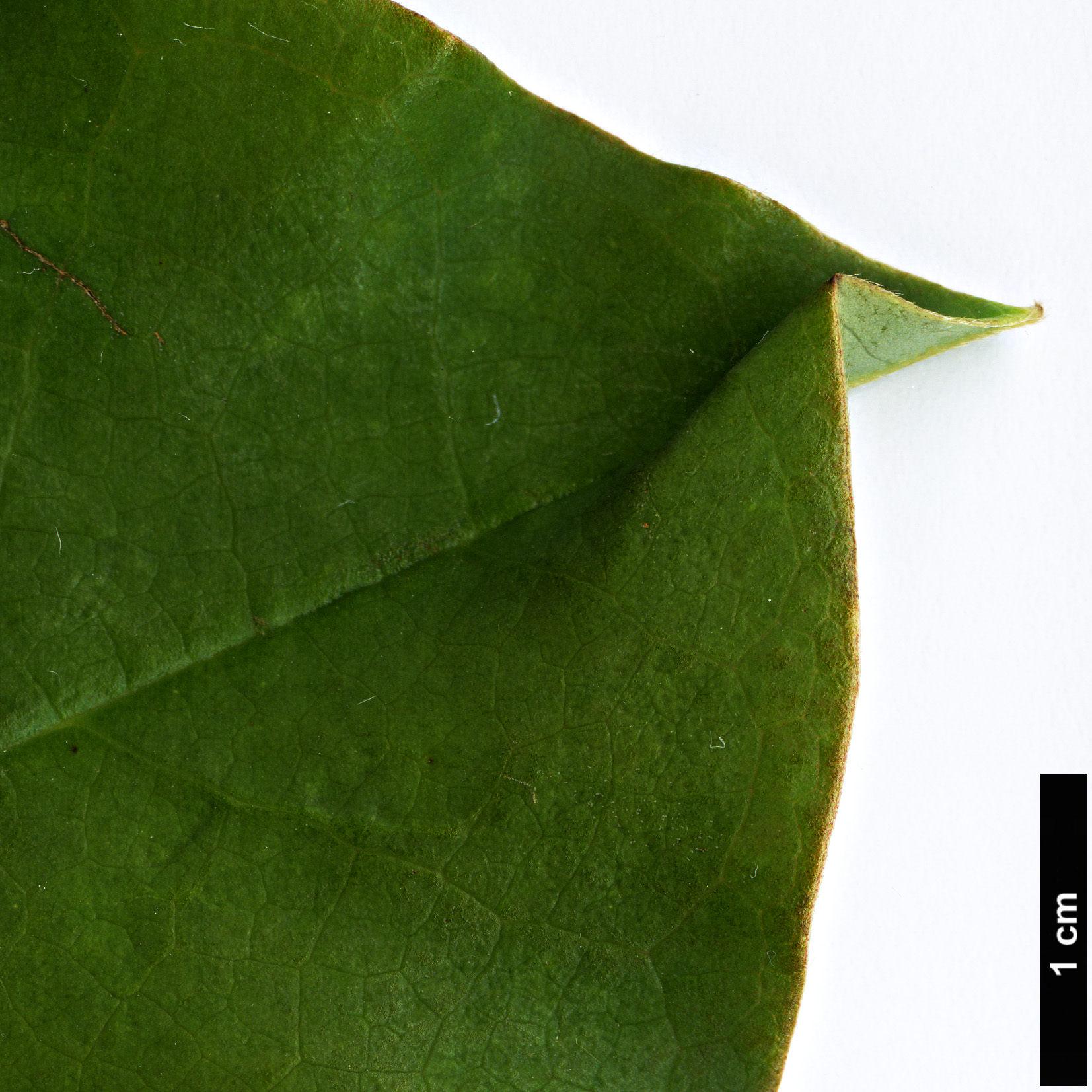 High resolution image: Family: Magnoliaceae - Genus: Magnolia - Taxon: kachinensis High resolution image: Family: Magnoliaceae - Genus: Magnolia - Taxon: kachinensis