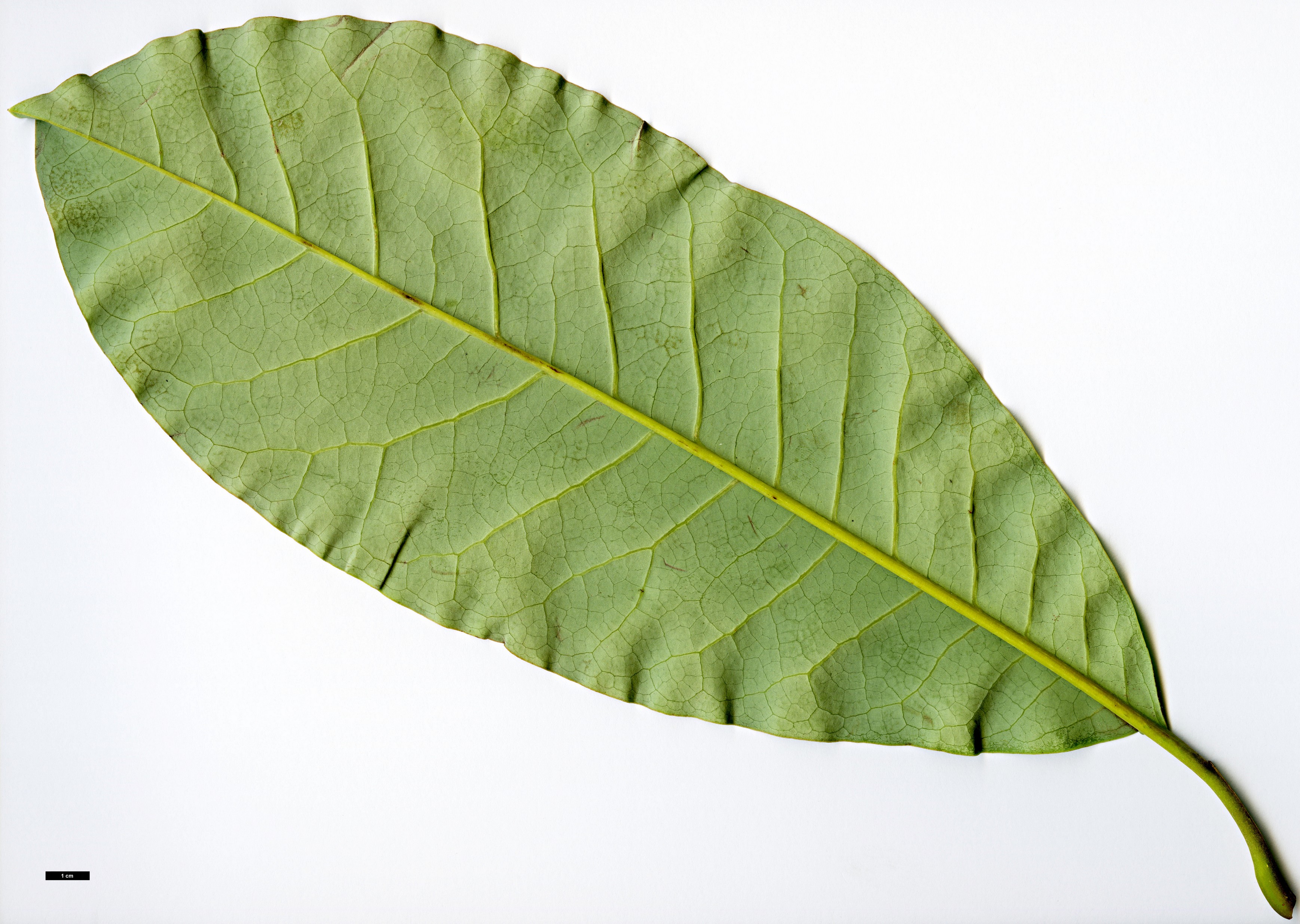 High resolution image: Family: Magnoliaceae - Genus: Magnolia - Taxon: kachinensis High resolution image: Family: Magnoliaceae - Genus: Magnolia - Taxon: kachinensis