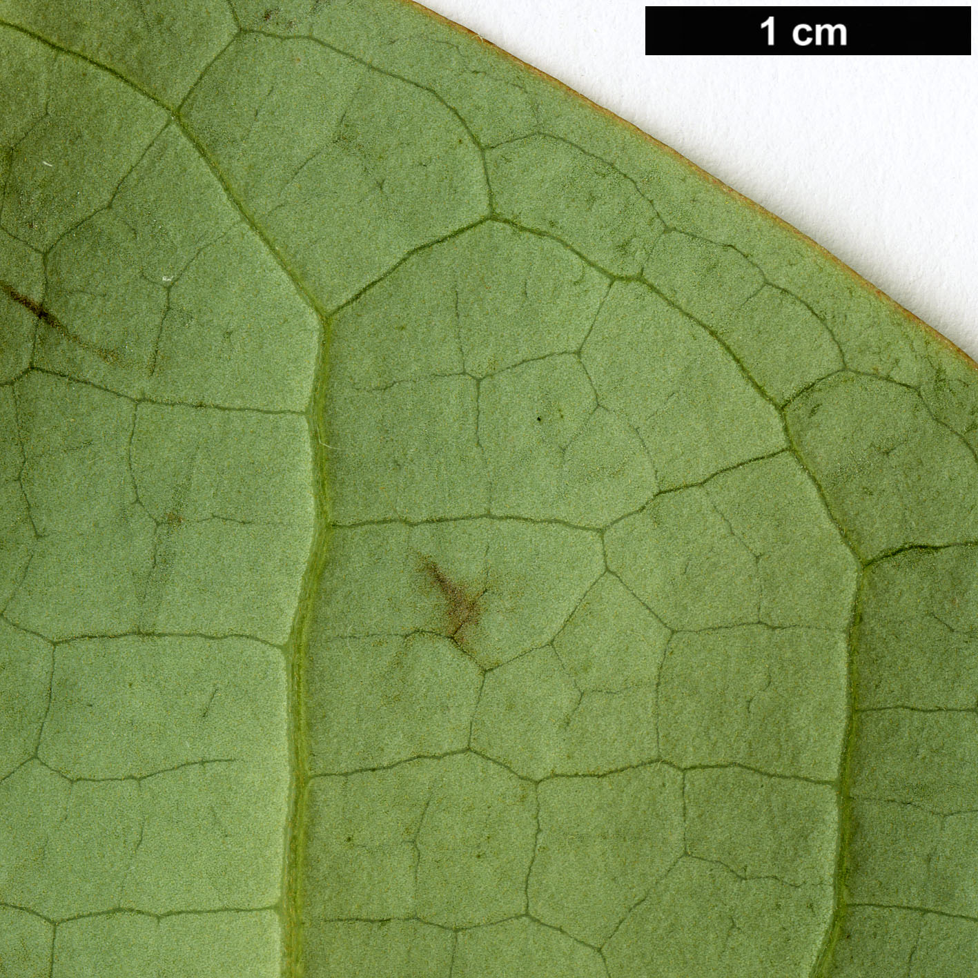 High resolution image: Family: Magnoliaceae - Genus: Magnolia - Taxon: kachinensis High resolution image: Family: Magnoliaceae - Genus: Magnolia - Taxon: kachinensis