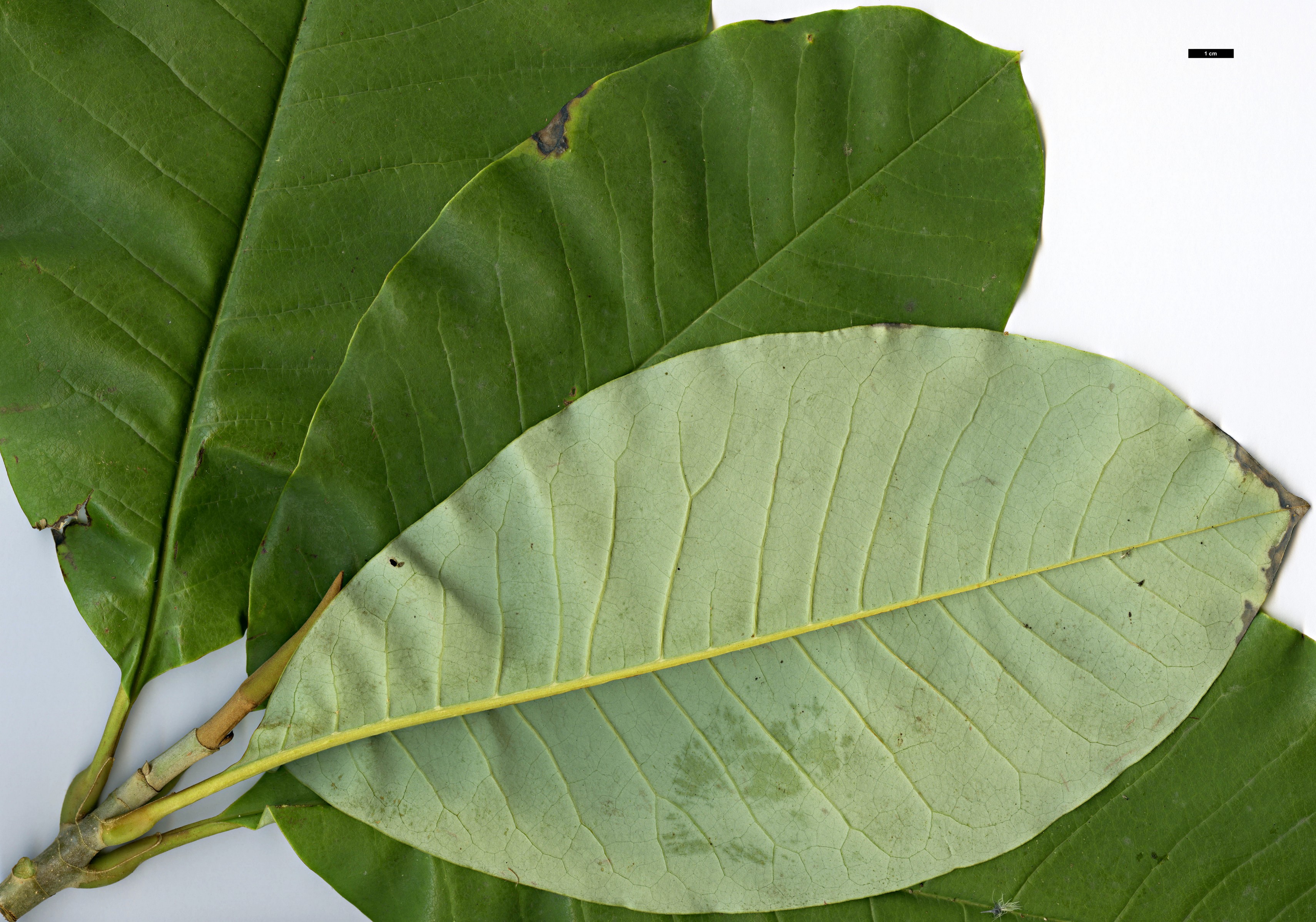 High resolution image: Family: Magnoliaceae - Genus: Magnolia - Taxon: kachinensis