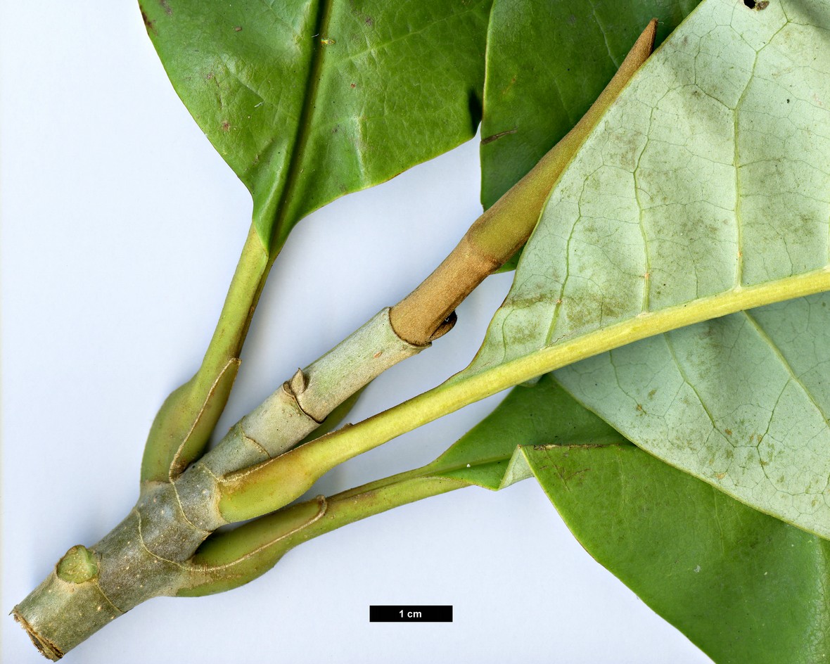 High resolution image: Family: Magnoliaceae - Genus: Magnolia - Taxon: kachinensis