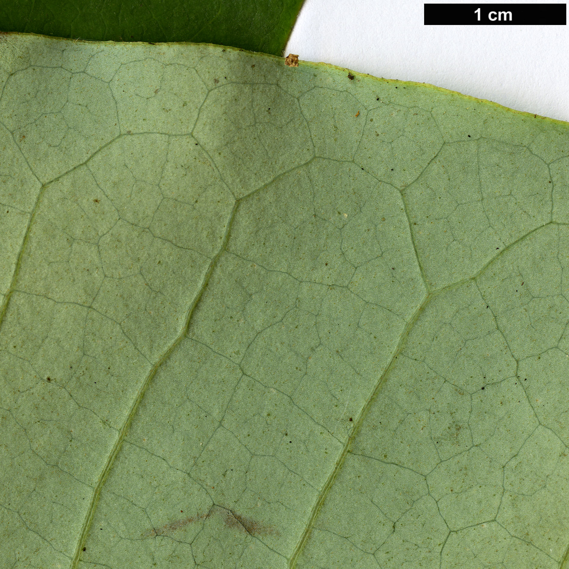 High resolution image: Family: Magnoliaceae - Genus: Magnolia - Taxon: kachinensis High resolution image: Family: Magnoliaceae - Genus: Magnolia - Taxon: kachinensis