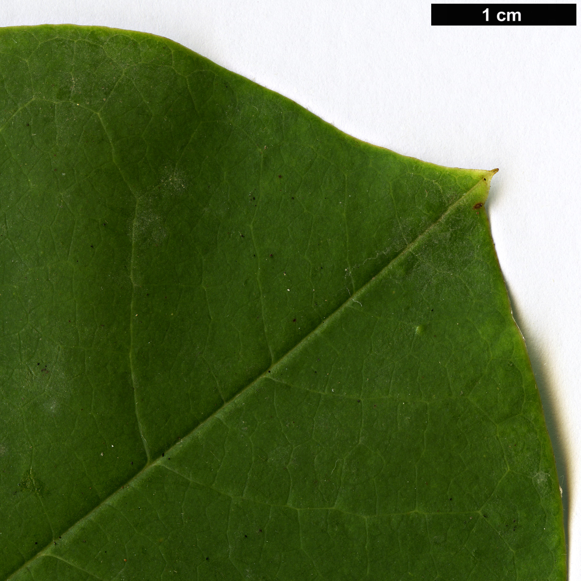 High resolution image: Family: Magnoliaceae - Genus: Magnolia - Taxon: kachinensis High resolution image: Family: Magnoliaceae - Genus: Magnolia - Taxon: kachinensis