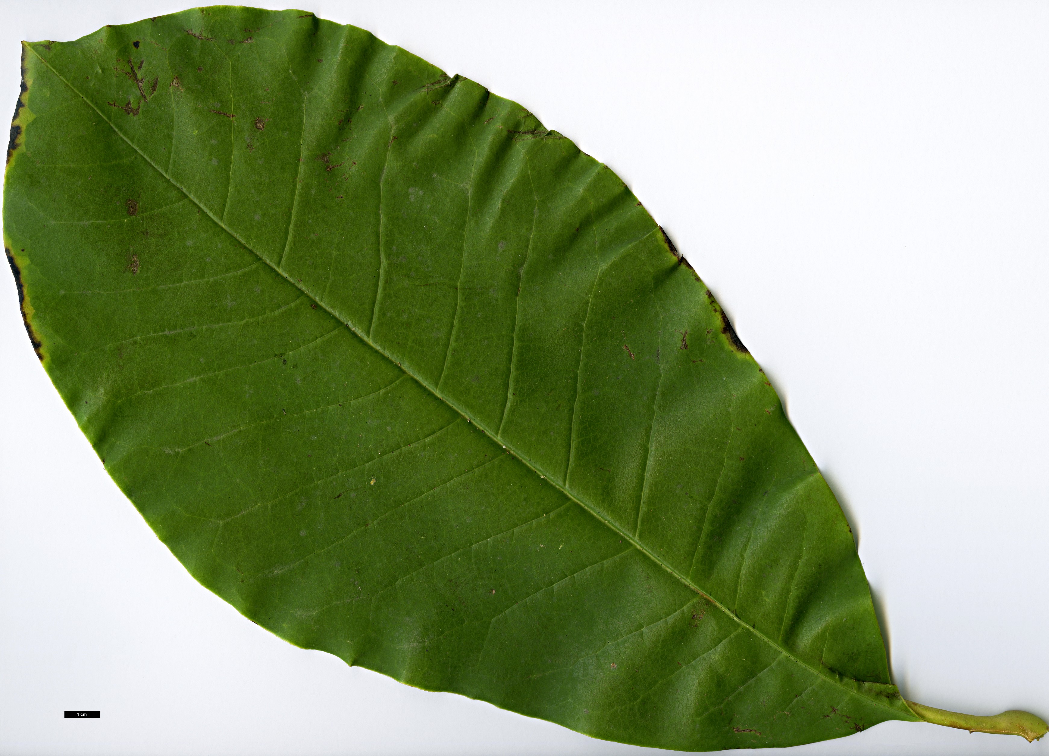 High resolution image: Family: Magnoliaceae - Genus: Magnolia - Taxon: kachinensis High resolution image: Family: Magnoliaceae - Genus: Magnolia - Taxon: kachinensis