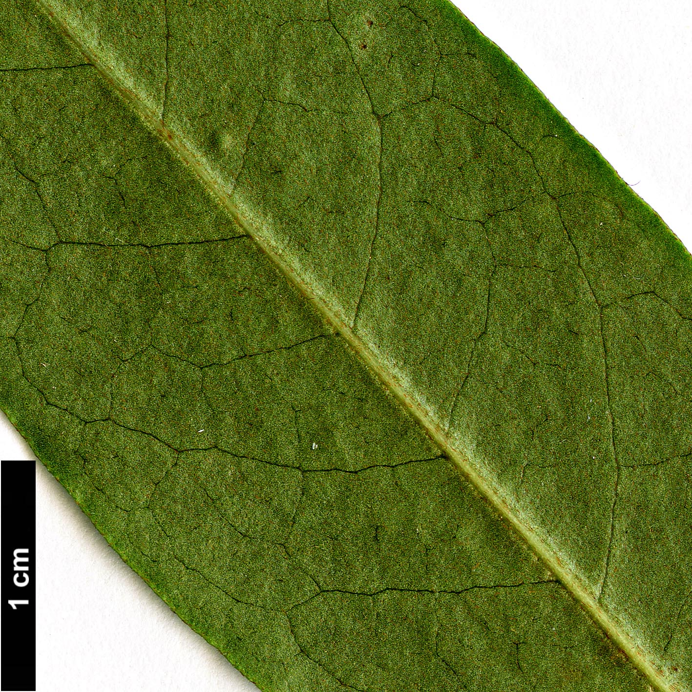 High resolution image: Family: Magnoliaceae - Genus: Magnolia - Taxon: laevifolia High resolution image: Family: Magnoliaceae - Genus: Magnolia - Taxon: laevifolia