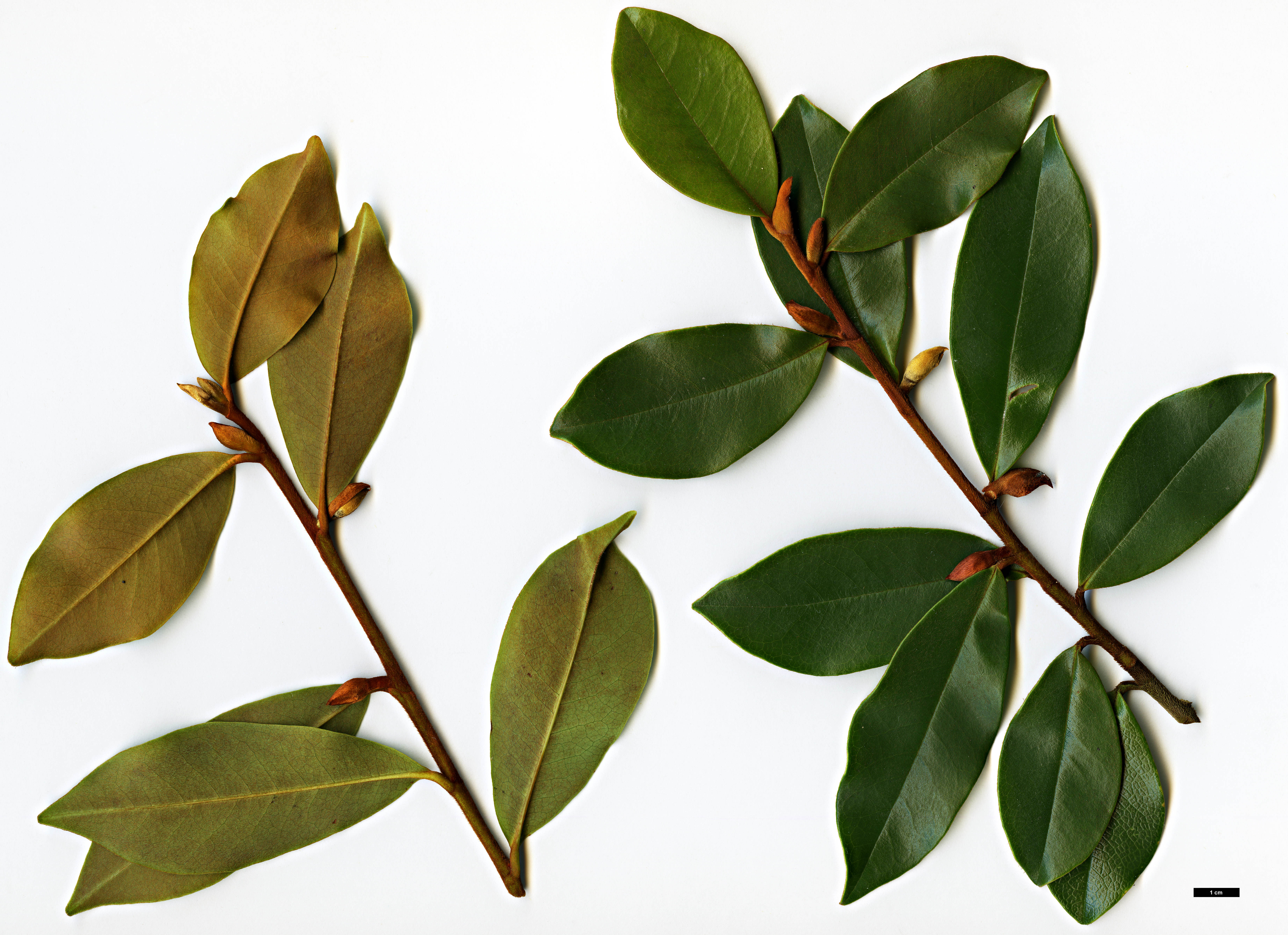 High resolution image: Family: Magnoliaceae - Genus: Magnolia - Taxon: laevifolia High resolution image: Family: Magnoliaceae - Genus: Magnolia - Taxon: laevifolia