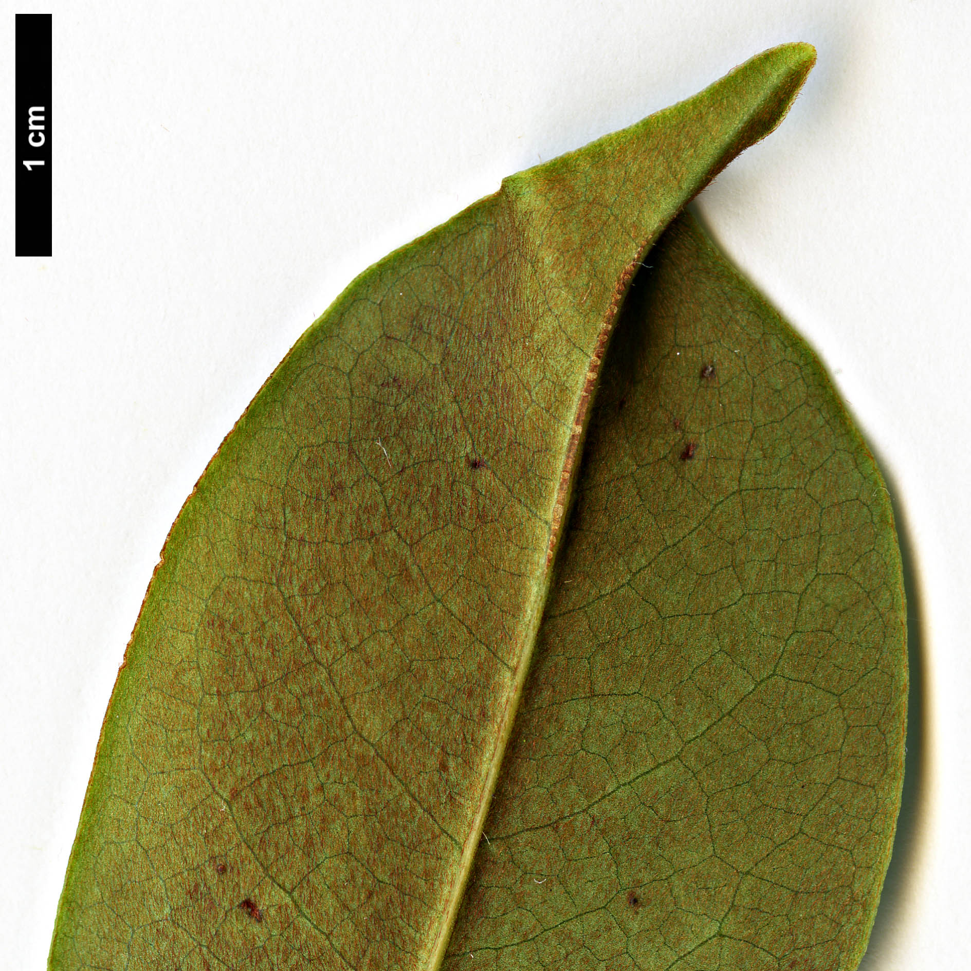 High resolution image: Family: Magnoliaceae - Genus: Magnolia - Taxon: laevifolia High resolution image: Family: Magnoliaceae - Genus: Magnolia - Taxon: laevifolia