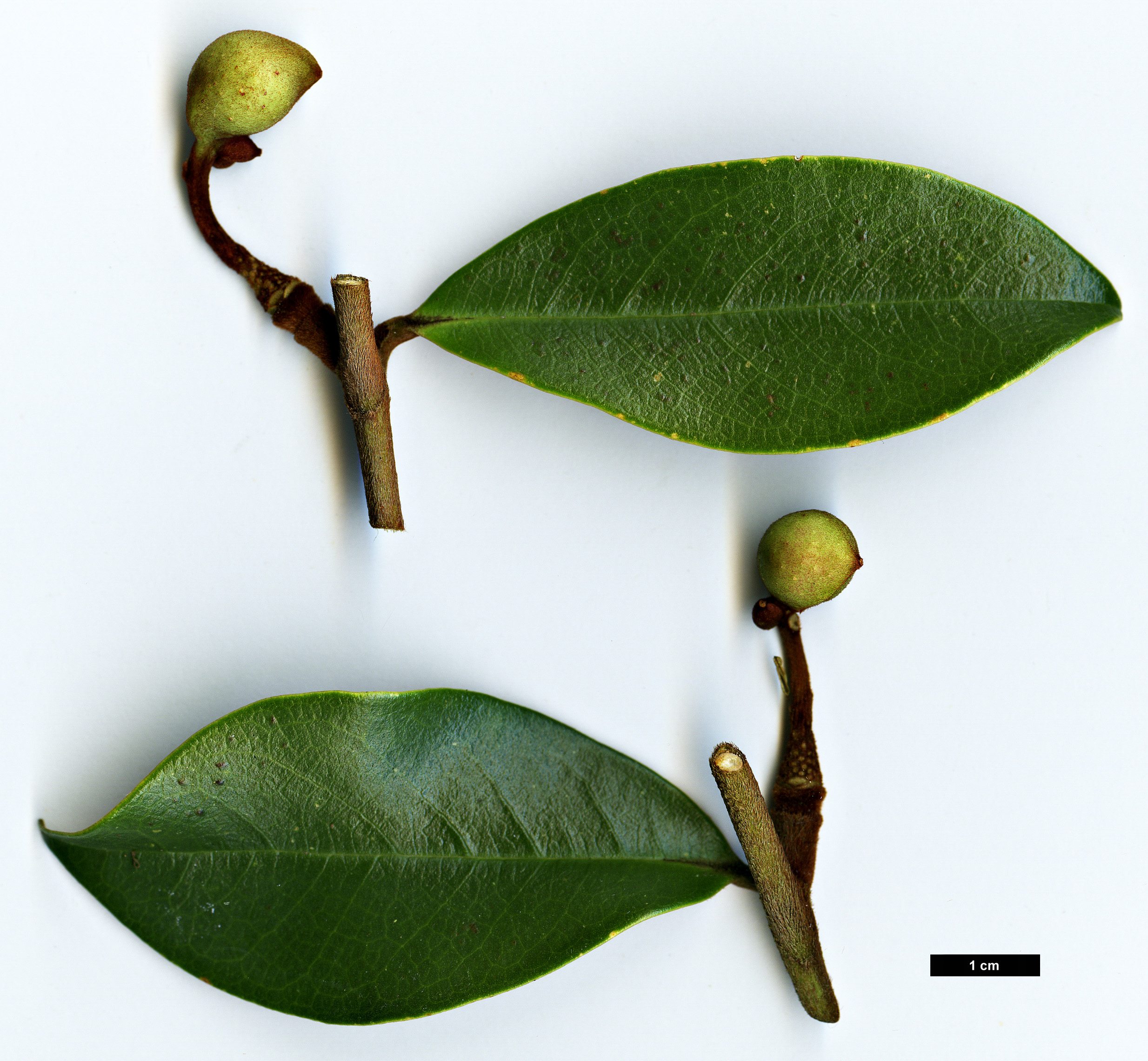 High resolution image: Family: Magnoliaceae - Genus: Magnolia - Taxon: laevifolia