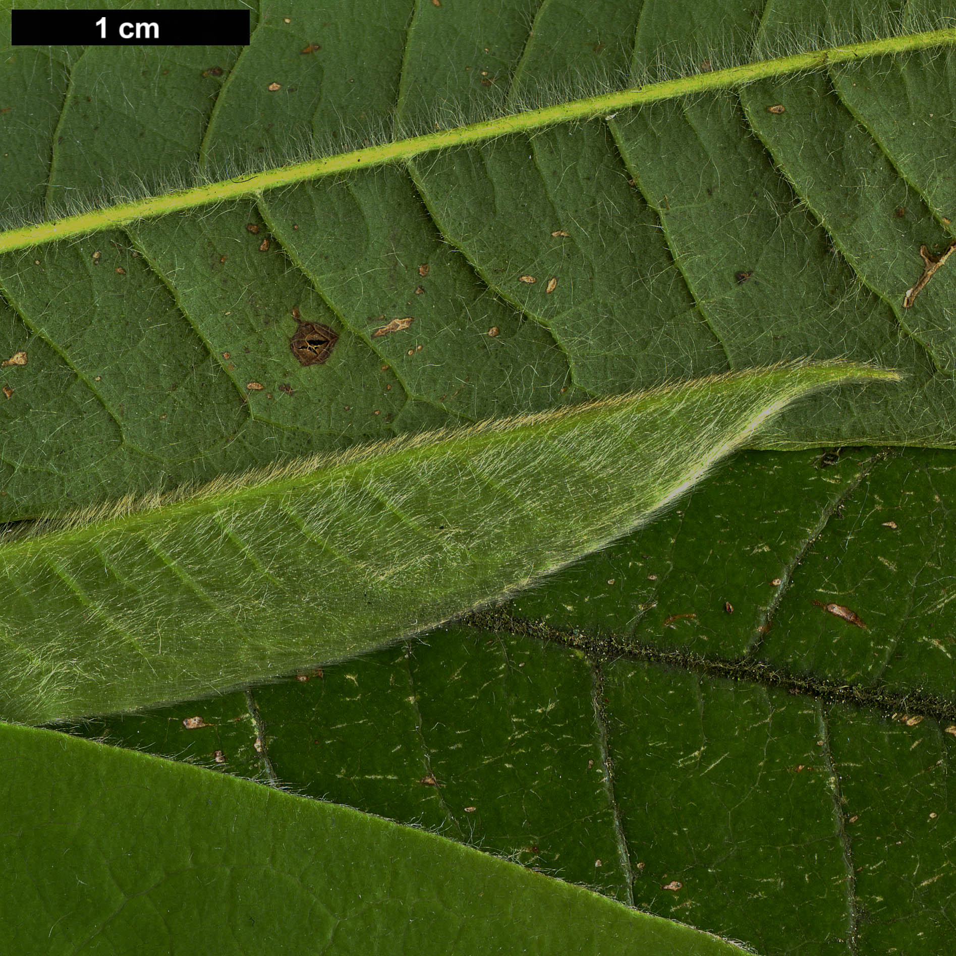 High resolution image: Family: Magnoliaceae - Genus: Magnolia - Taxon: lanuginosa