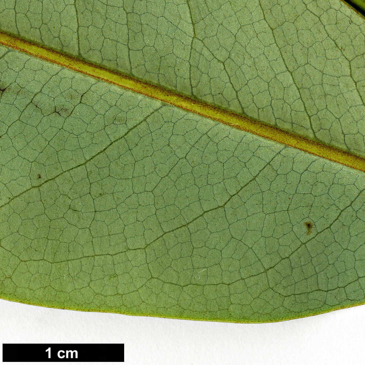High resolution image: Family: Magnoliaceae - Genus: Magnolia - Taxon: leveilleana