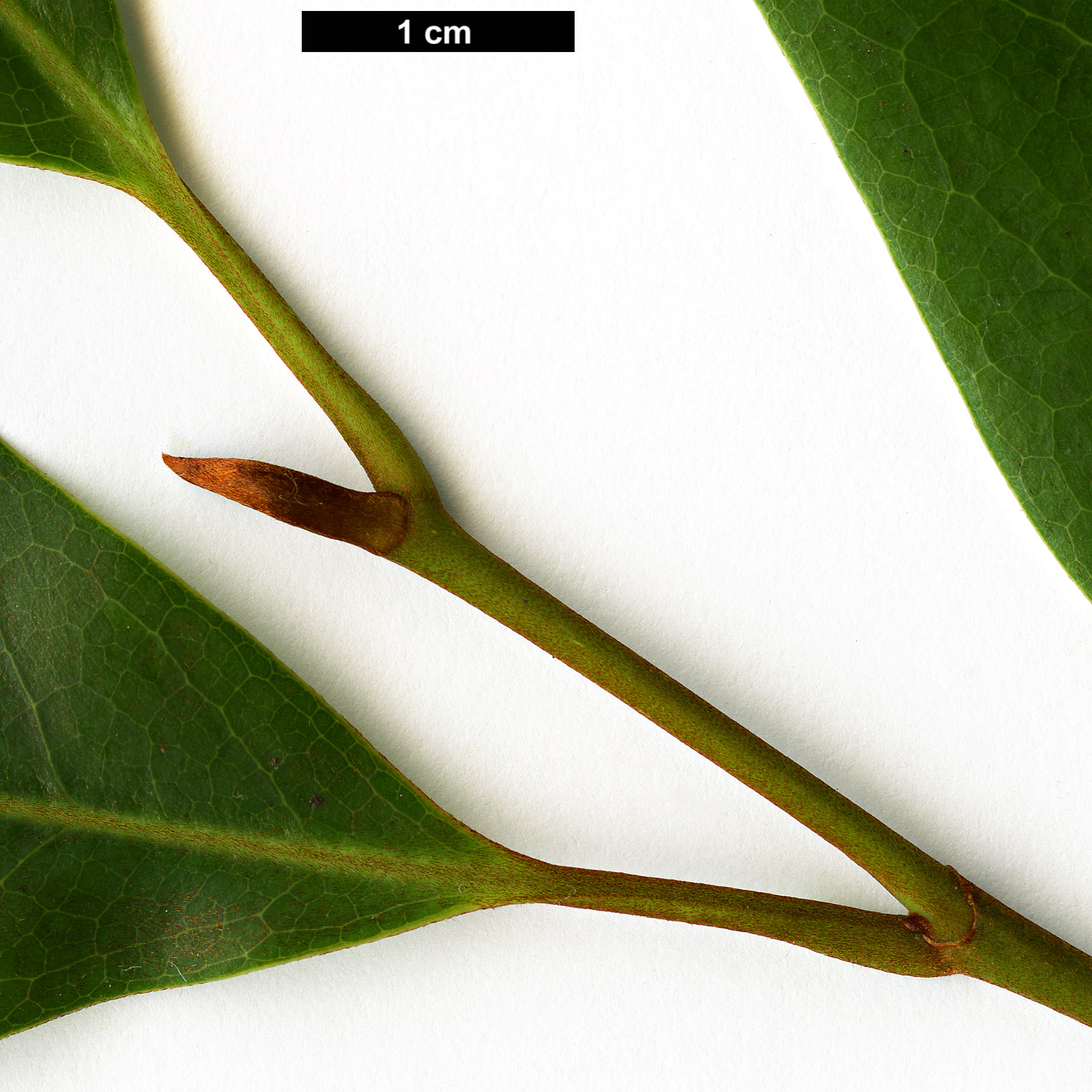 High resolution image: Family: Magnoliaceae - Genus: Magnolia - Taxon: leveilleana