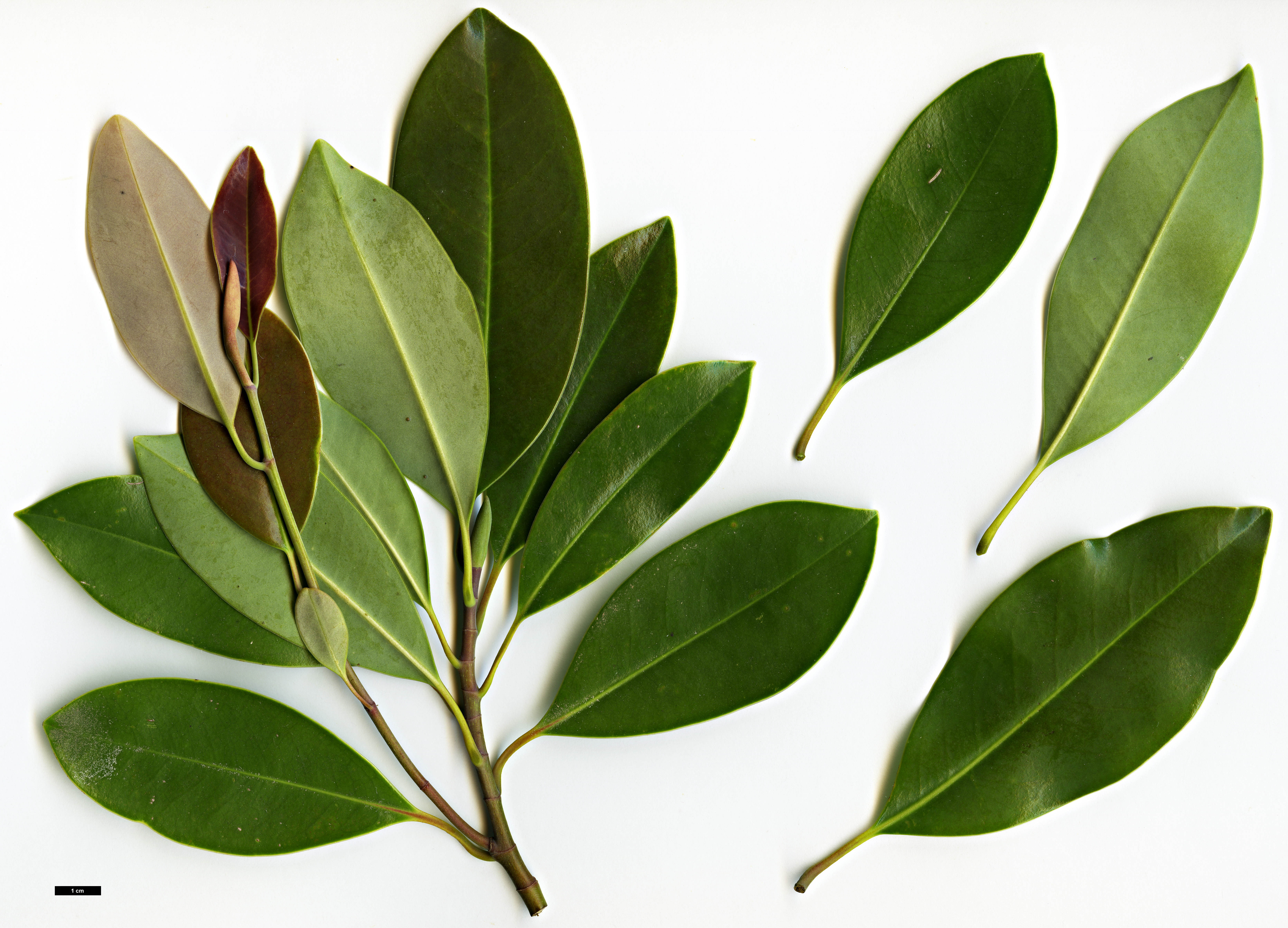 High resolution image: Family: Magnoliaceae - Genus: Magnolia - Taxon: lotungensis High resolution image: Family: Magnoliaceae - Genus: Magnolia - Taxon: lotungensis