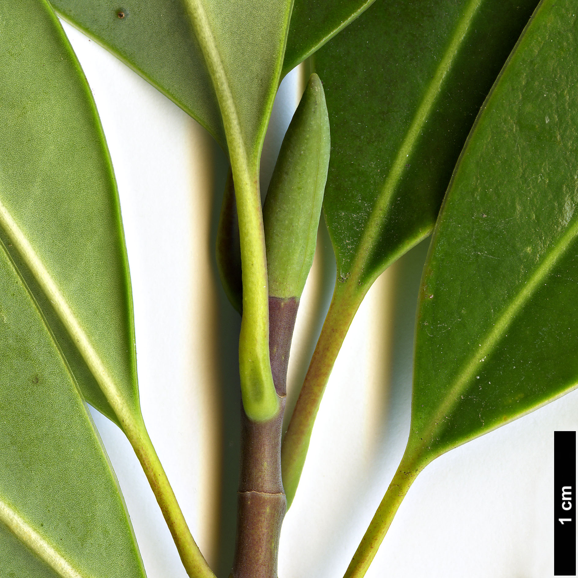 High resolution image: Family: Magnoliaceae - Genus: Magnolia - Taxon: lotungensis High resolution image: Family: Magnoliaceae - Genus: Magnolia - Taxon: lotungensis