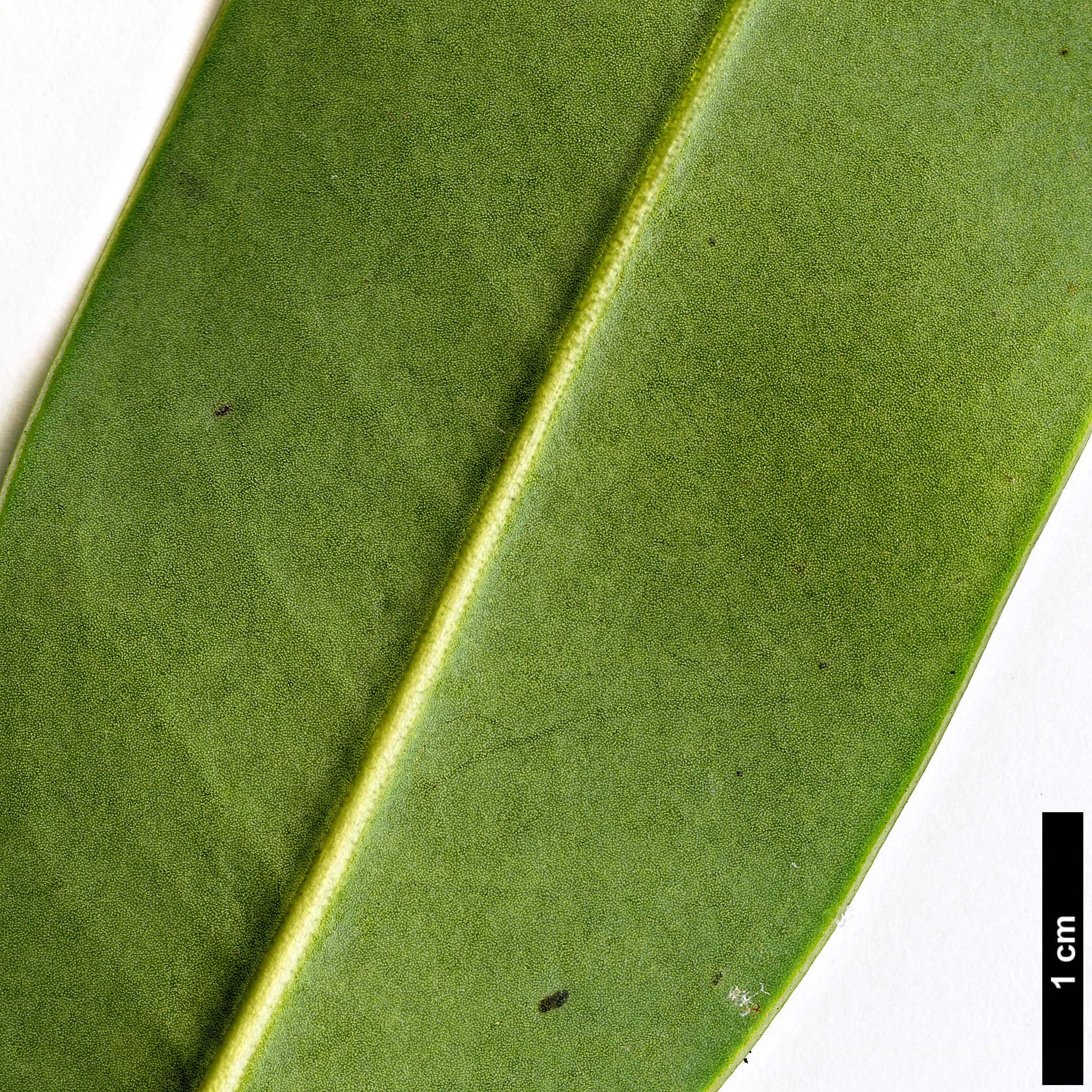 High resolution image: Family: Magnoliaceae - Genus: Magnolia - Taxon: lotungensis High resolution image: Family: Magnoliaceae - Genus: Magnolia - Taxon: lotungensis