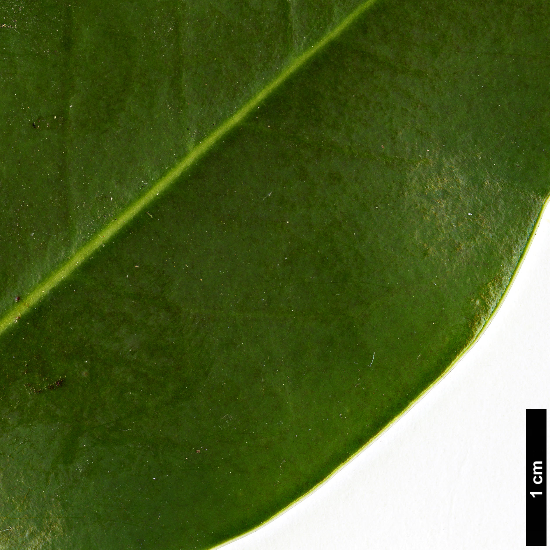 High resolution image: Family: Magnoliaceae - Genus: Magnolia - Taxon: lotungensis High resolution image: Family: Magnoliaceae - Genus: Magnolia - Taxon: lotungensis