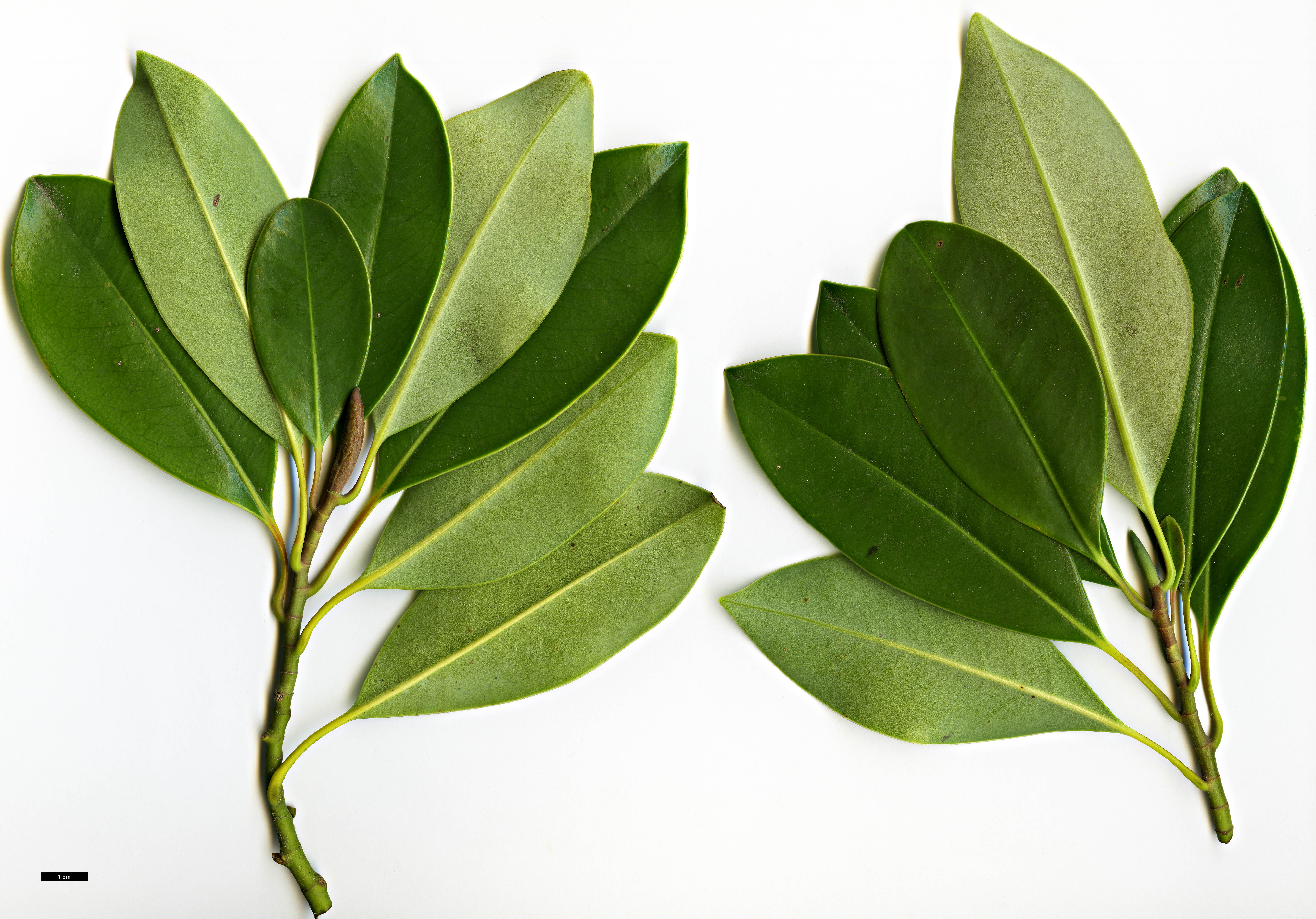 High resolution image: Family: Magnoliaceae - Genus: Magnolia - Taxon: lotungensis High resolution image: Family: Magnoliaceae - Genus: Magnolia - Taxon: lotungensis