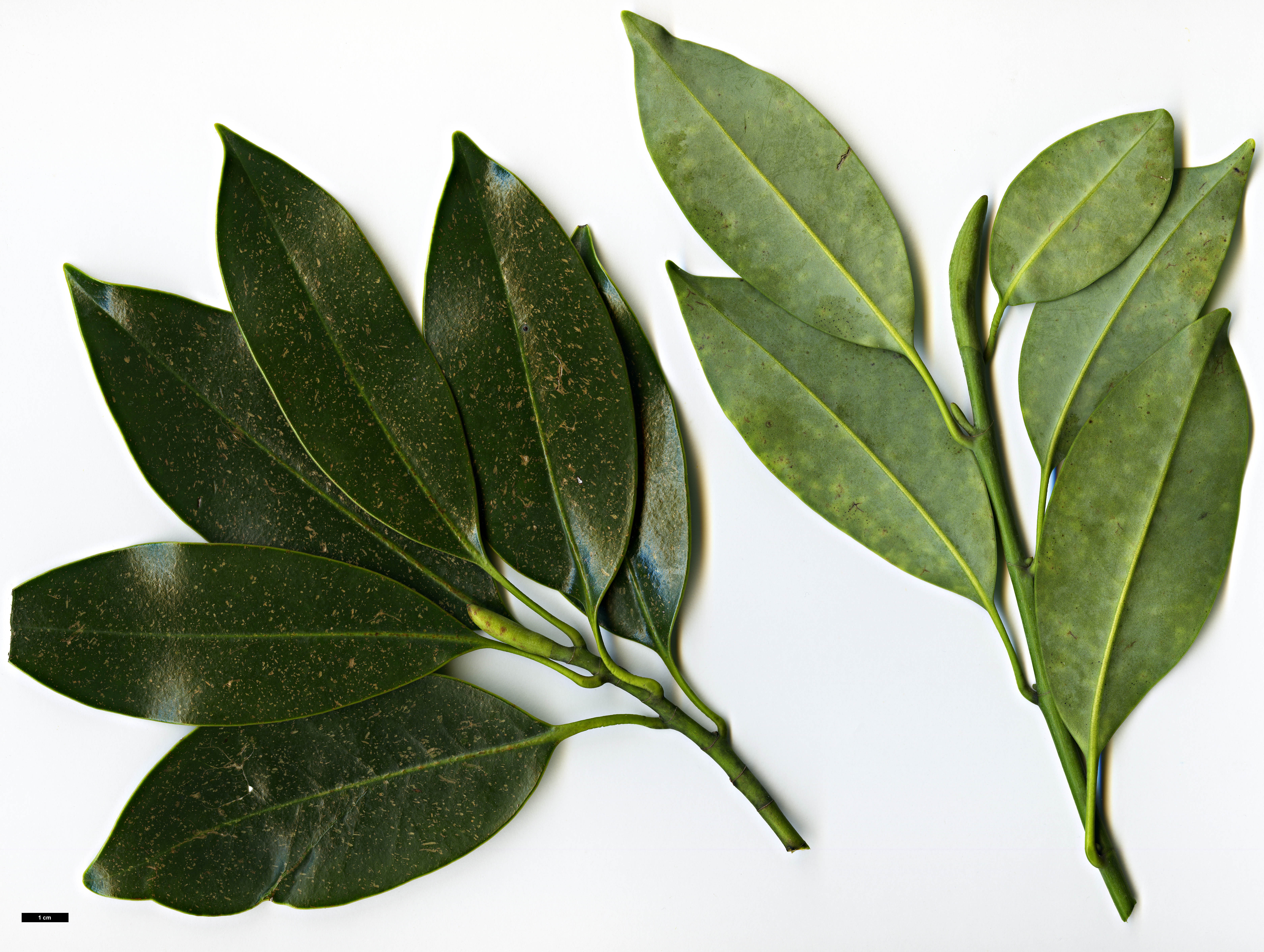 High resolution image: Family: Magnoliaceae - Genus: Magnolia - Taxon: lotungensis High resolution image: Family: Magnoliaceae - Genus: Magnolia - Taxon: lotungensis