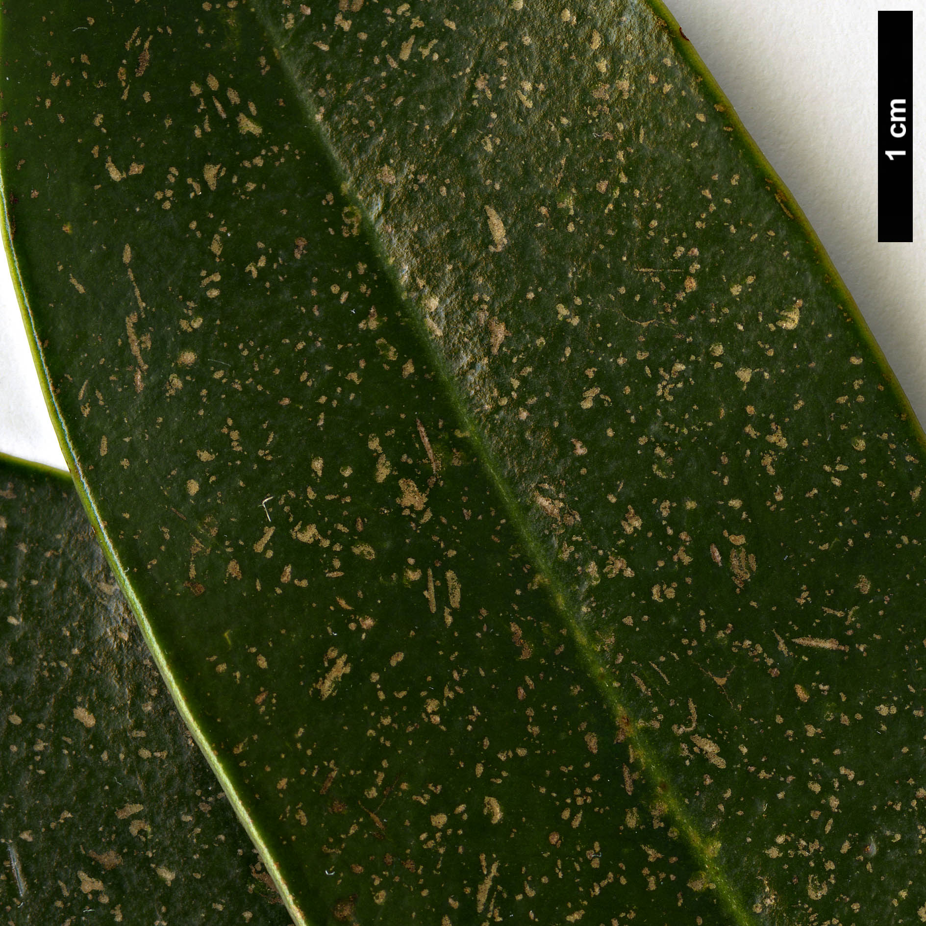 High resolution image: Family: Magnoliaceae - Genus: Magnolia - Taxon: lotungensis High resolution image: Family: Magnoliaceae - Genus: Magnolia - Taxon: lotungensis