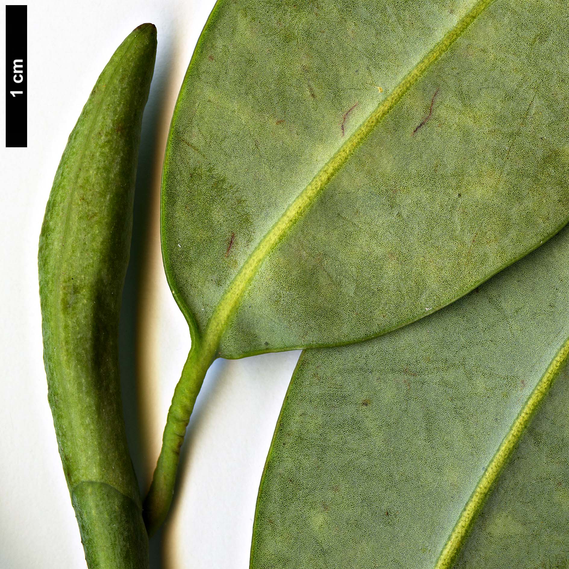 High resolution image: Family: Magnoliaceae - Genus: Magnolia - Taxon: lotungensis High resolution image: Family: Magnoliaceae - Genus: Magnolia - Taxon: lotungensis