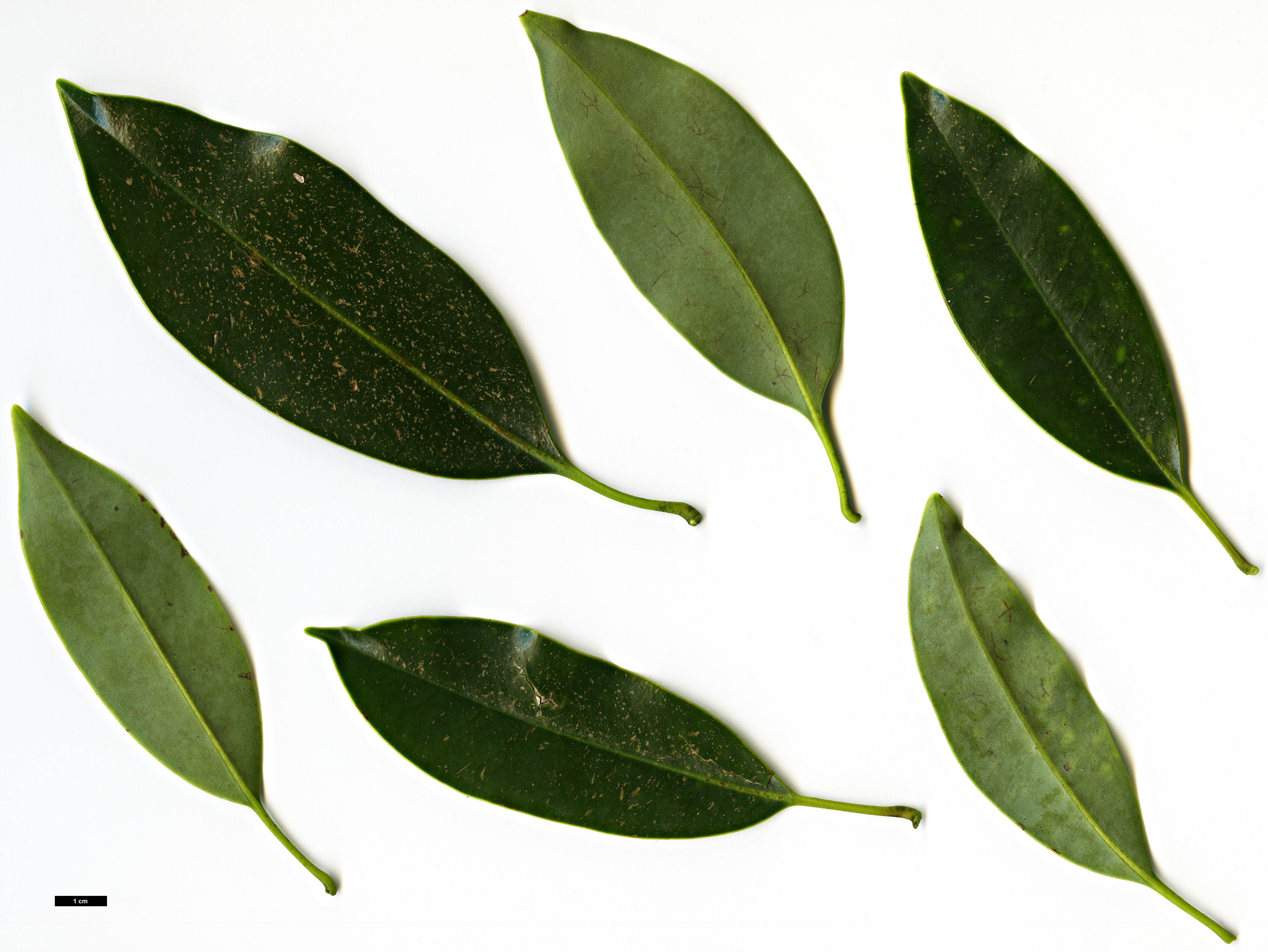 High resolution image: Family: Magnoliaceae - Genus: Magnolia - Taxon: lotungensis High resolution image: Family: Magnoliaceae - Genus: Magnolia - Taxon: lotungensis