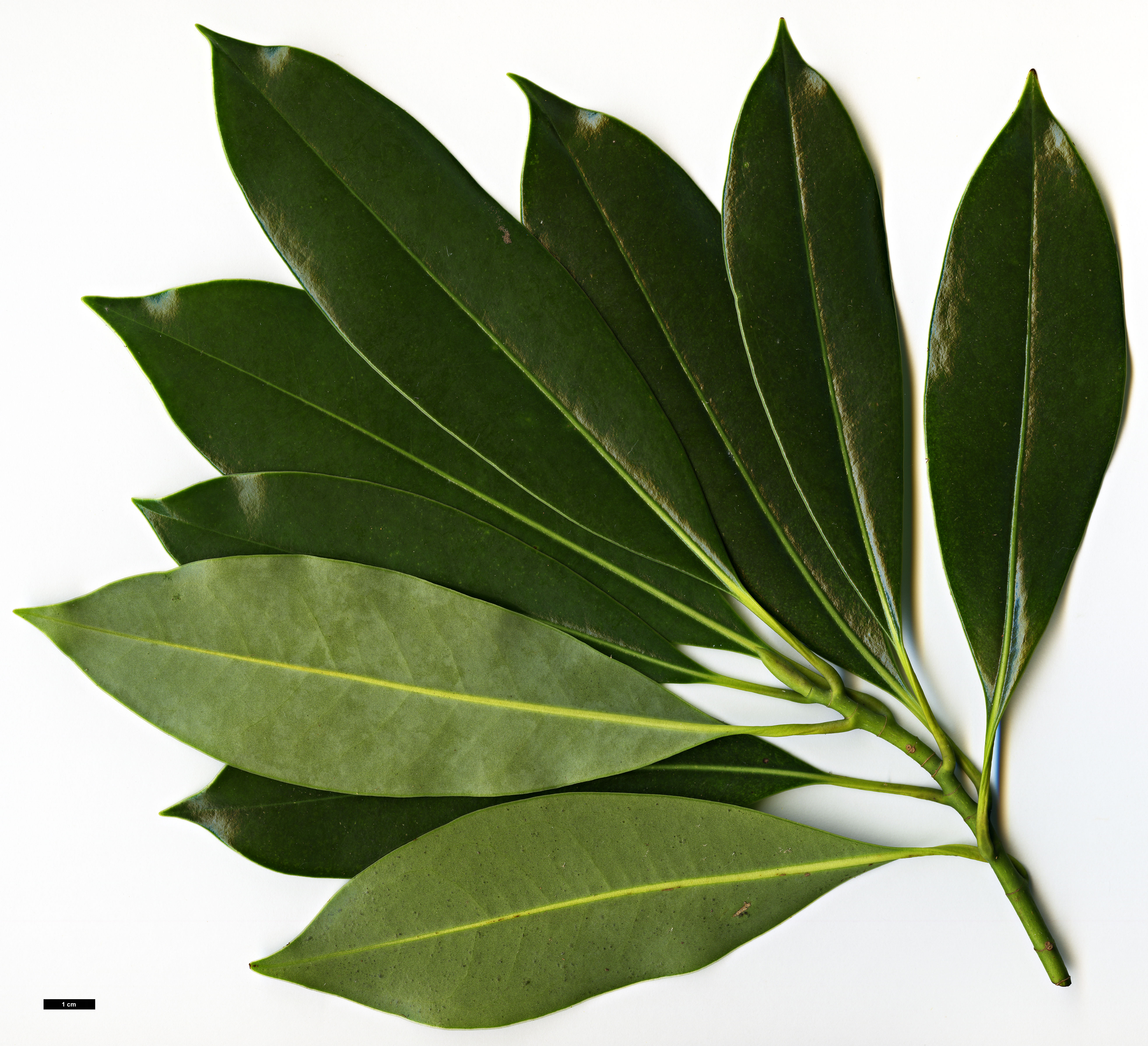 High resolution image: Family: Magnoliaceae - Genus: Magnolia - Taxon: lotungensis High resolution image: Family: Magnoliaceae - Genus: Magnolia - Taxon: lotungensis