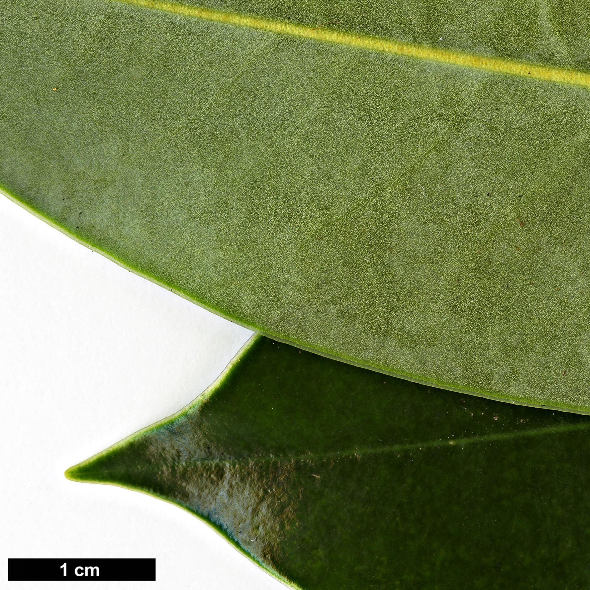 High resolution image: Family: Magnoliaceae - Genus: Magnolia - Taxon: lotungensis High resolution image: Family: Magnoliaceae - Genus: Magnolia - Taxon: lotungensis