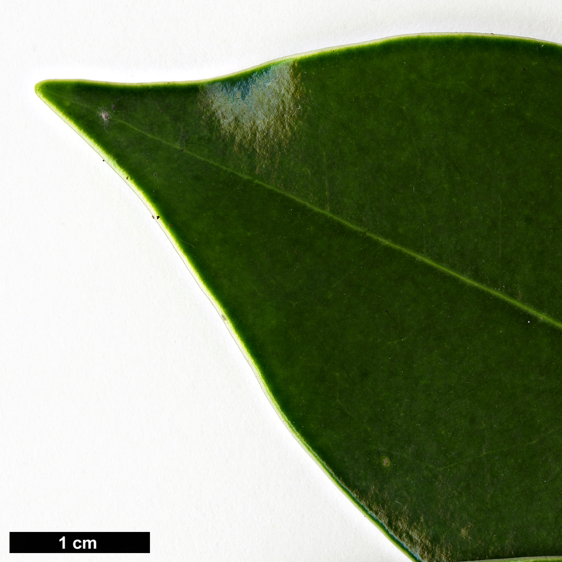 High resolution image: Family: Magnoliaceae - Genus: Magnolia - Taxon: lotungensis High resolution image: Family: Magnoliaceae - Genus: Magnolia - Taxon: lotungensis