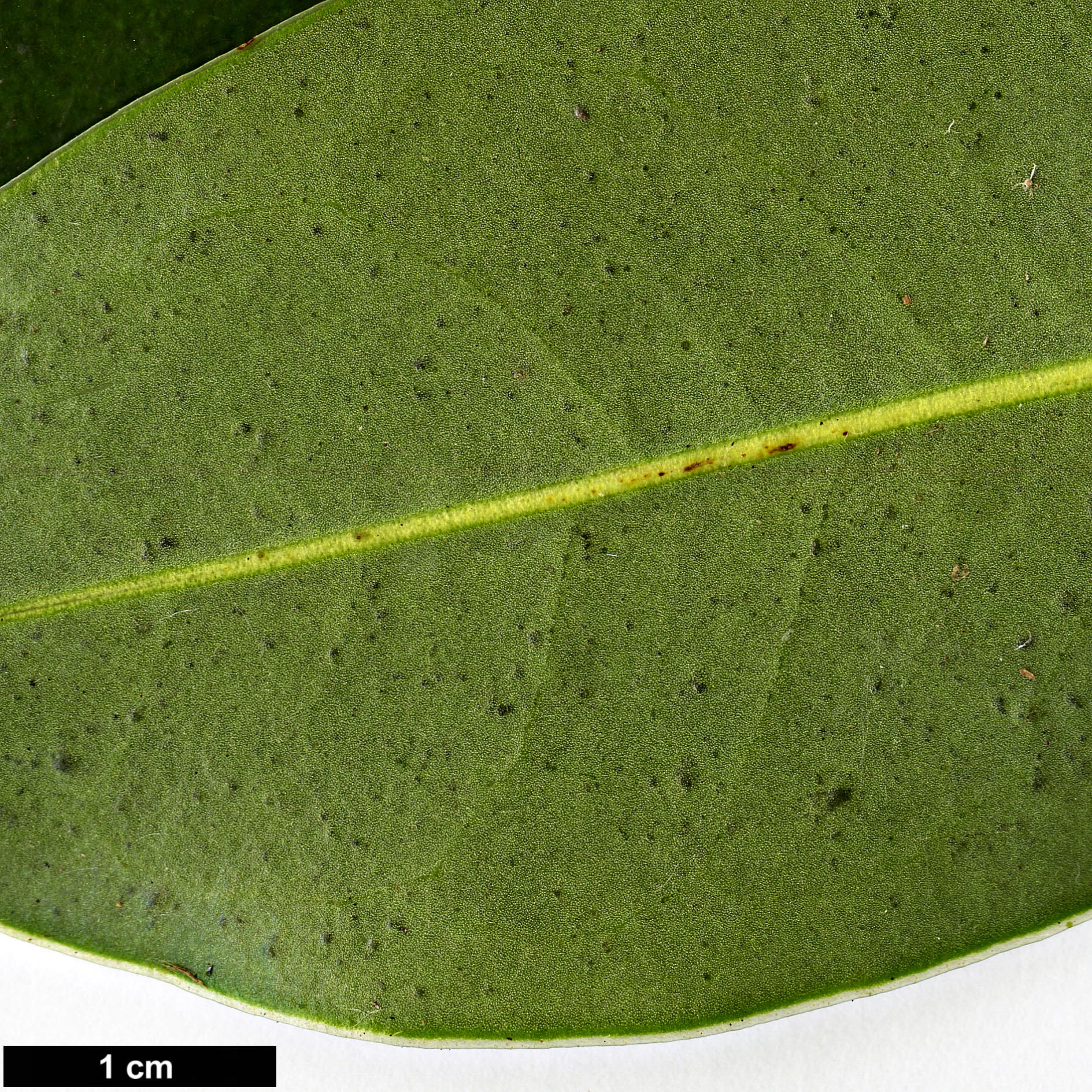 High resolution image: Family: Magnoliaceae - Genus: Magnolia - Taxon: lotungensis High resolution image: Family: Magnoliaceae - Genus: Magnolia - Taxon: lotungensis