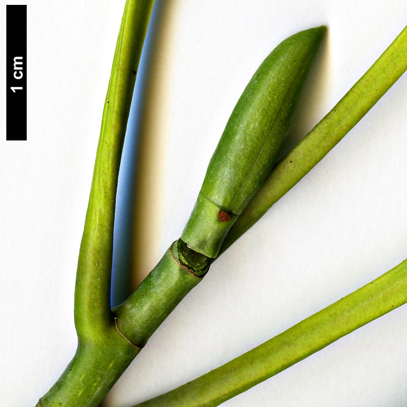 High resolution image: Family: Magnoliaceae - Genus: Magnolia - Taxon: lotungensis High resolution image: Family: Magnoliaceae - Genus: Magnolia - Taxon: lotungensis