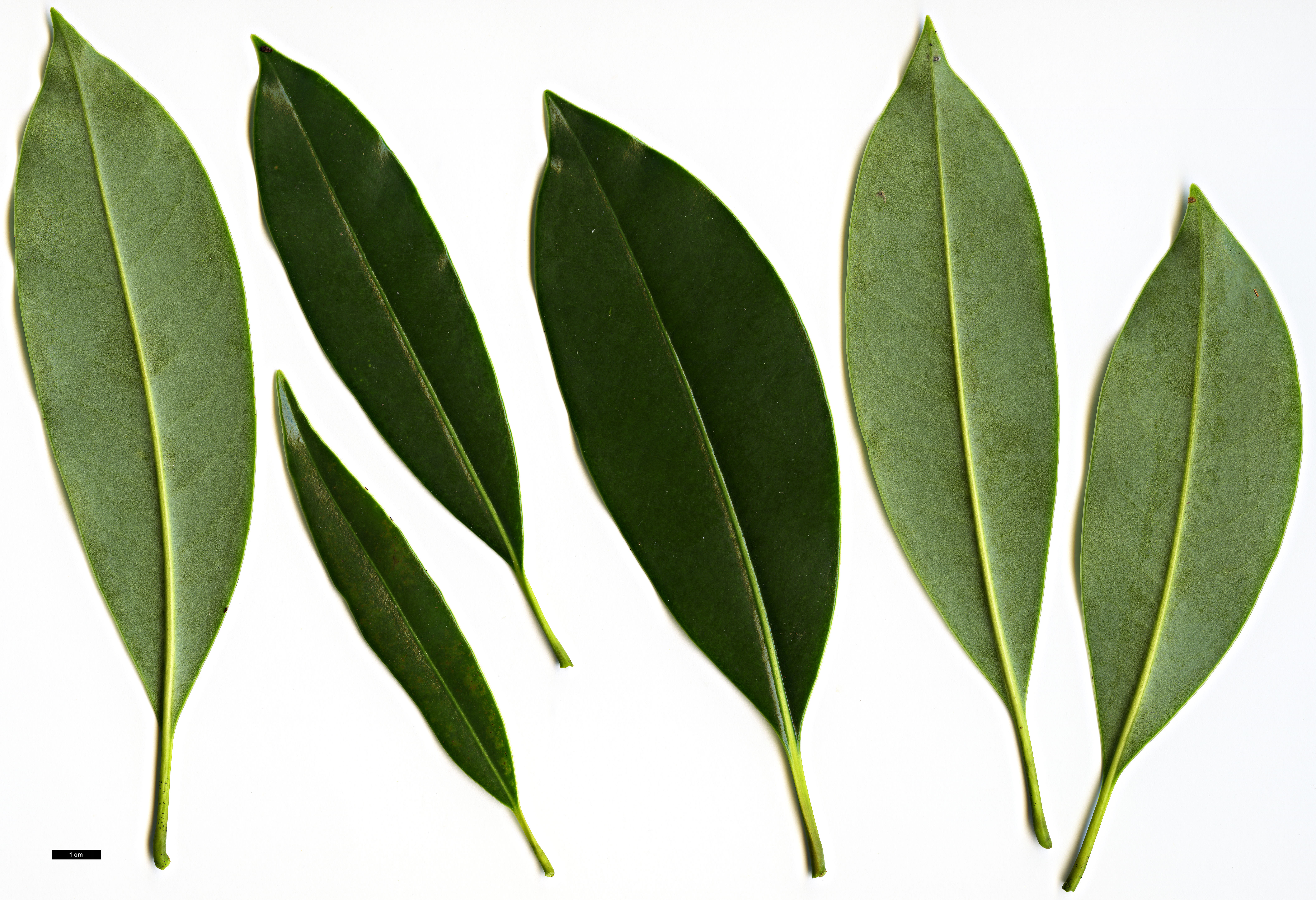 High resolution image: Family: Magnoliaceae - Genus: Magnolia - Taxon: lotungensis High resolution image: Family: Magnoliaceae - Genus: Magnolia - Taxon: lotungensis