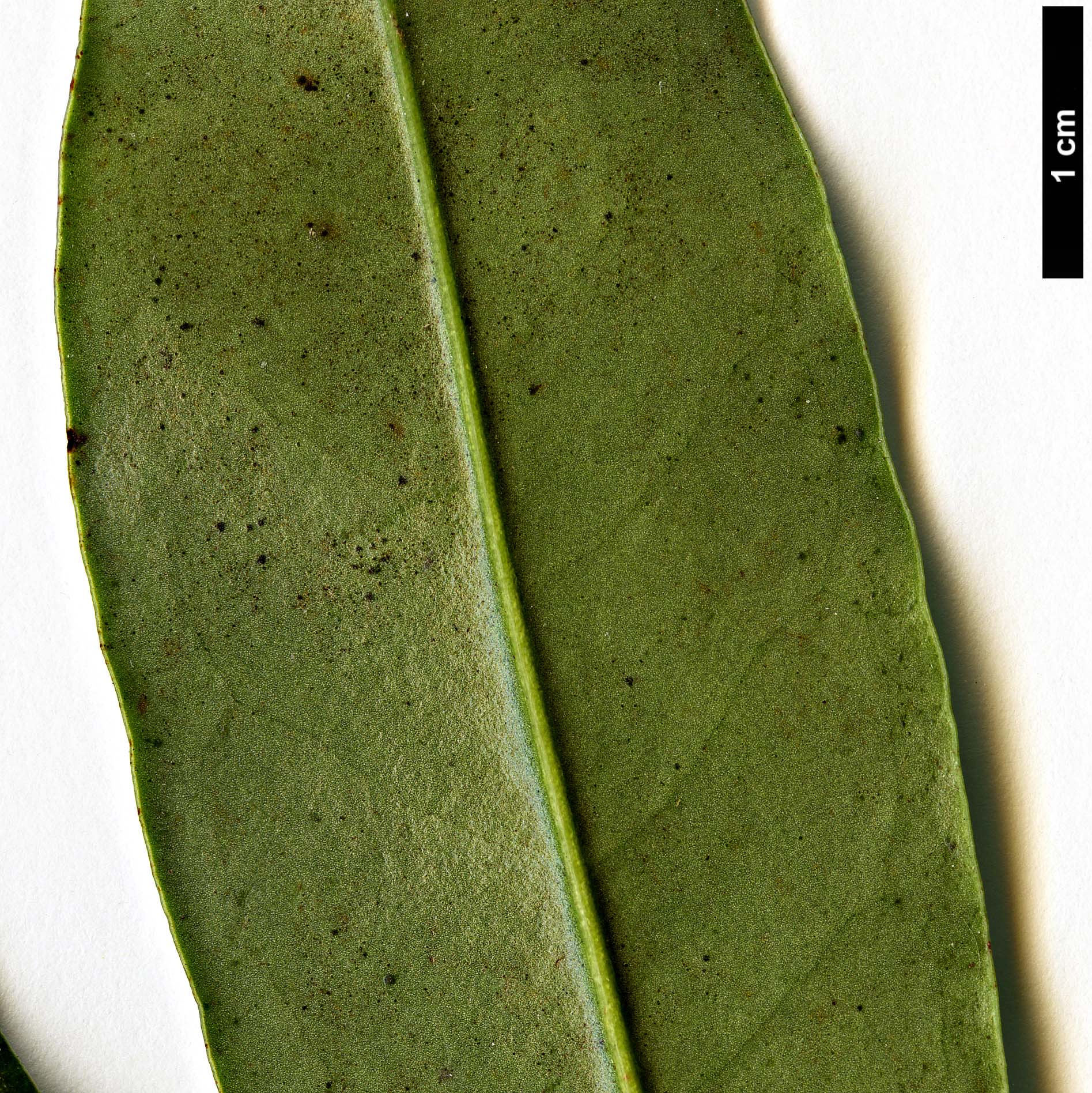 High resolution image: Family: Magnoliaceae - Genus: Magnolia - Taxon: martini