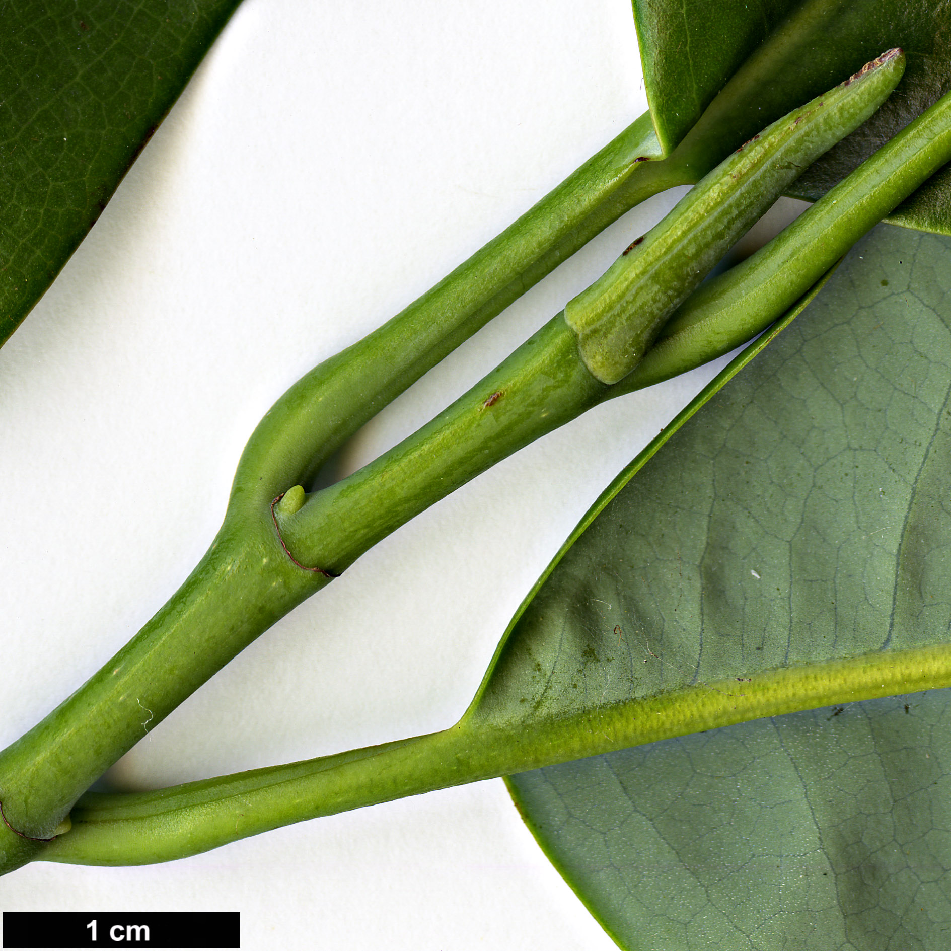 High resolution image: Family: Magnoliaceae - Genus: Magnolia - Taxon: maudiae