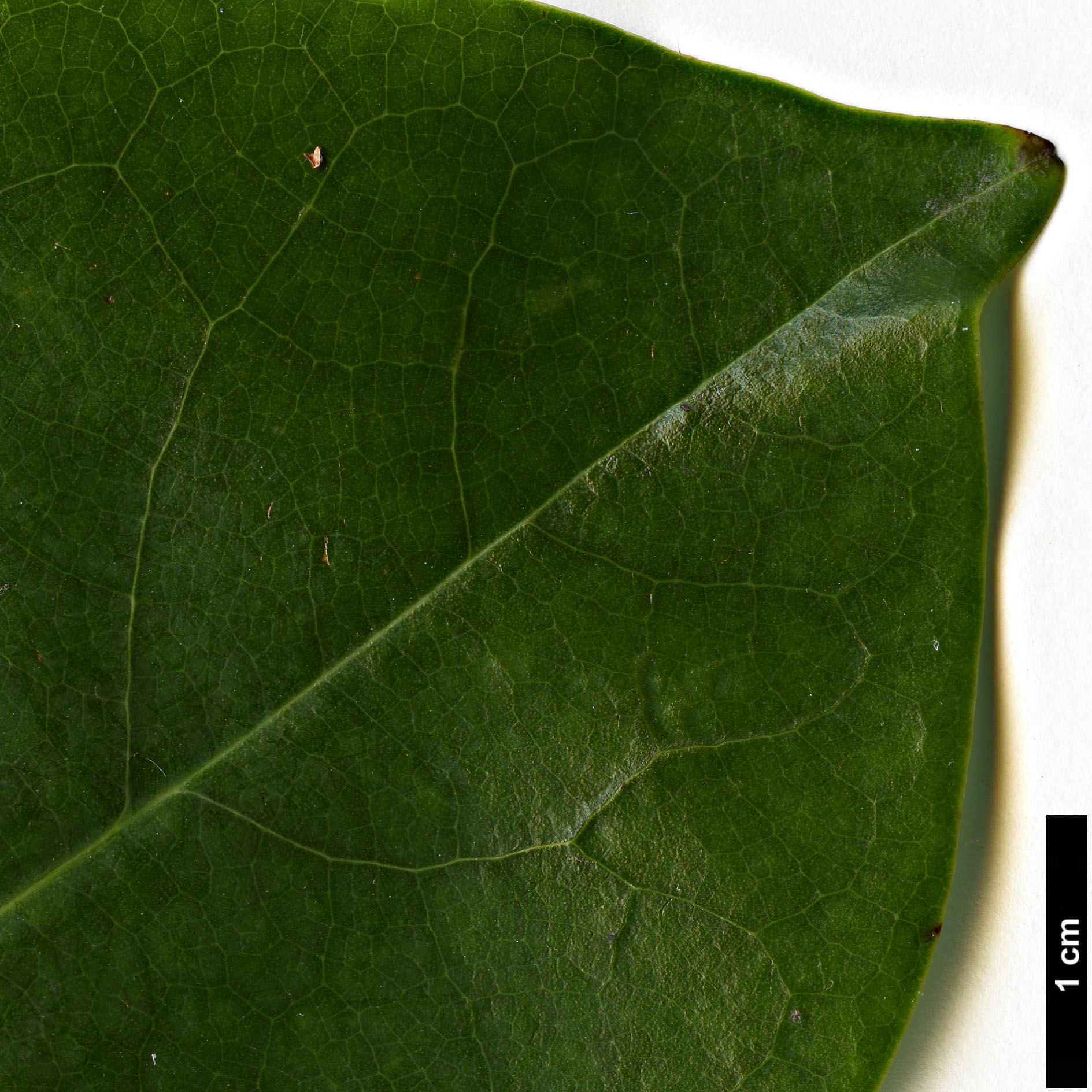 High resolution image: Family: Magnoliaceae - Genus: Magnolia - Taxon: maudiae