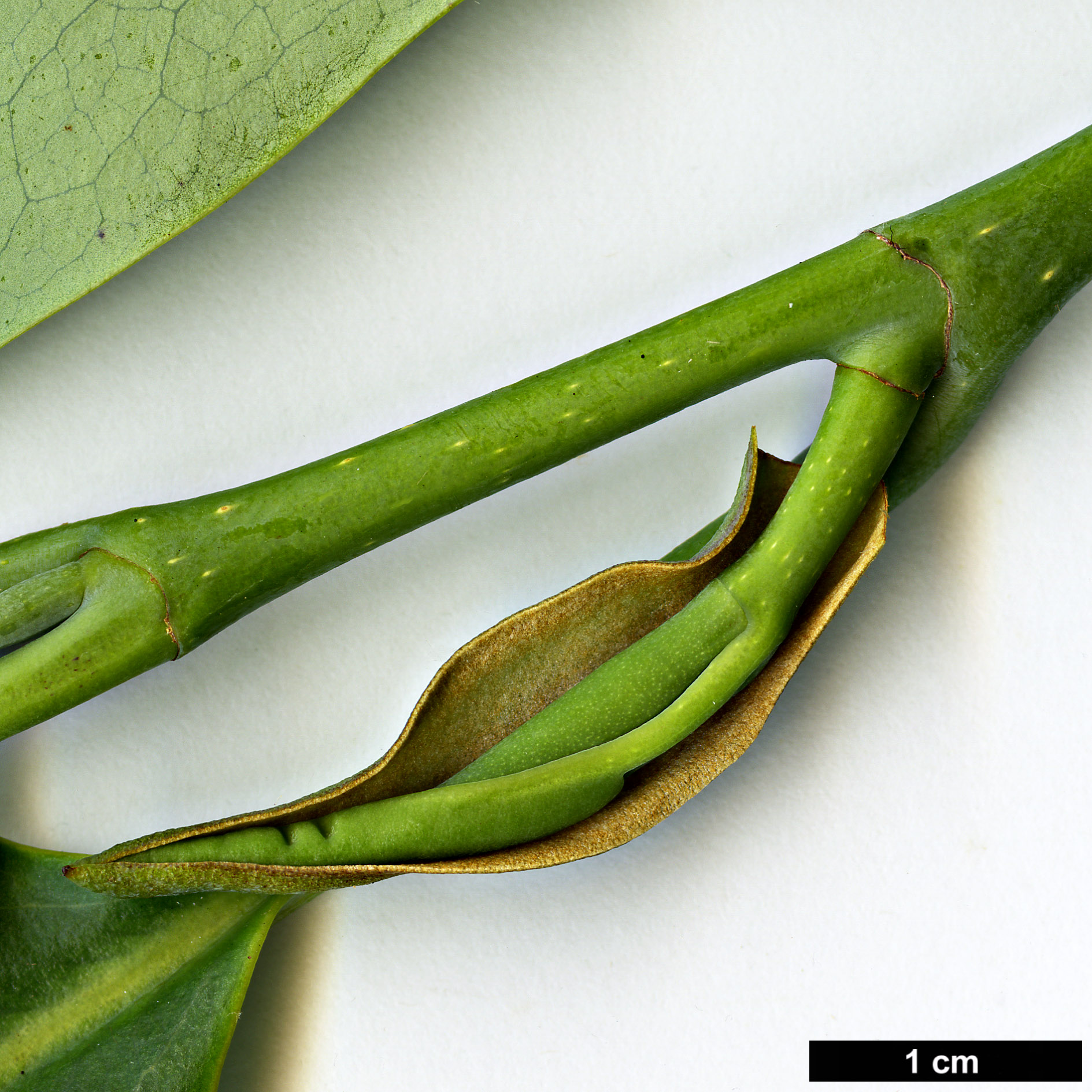 High resolution image: Family: Magnoliaceae - Genus: Magnolia - Taxon: maudiae