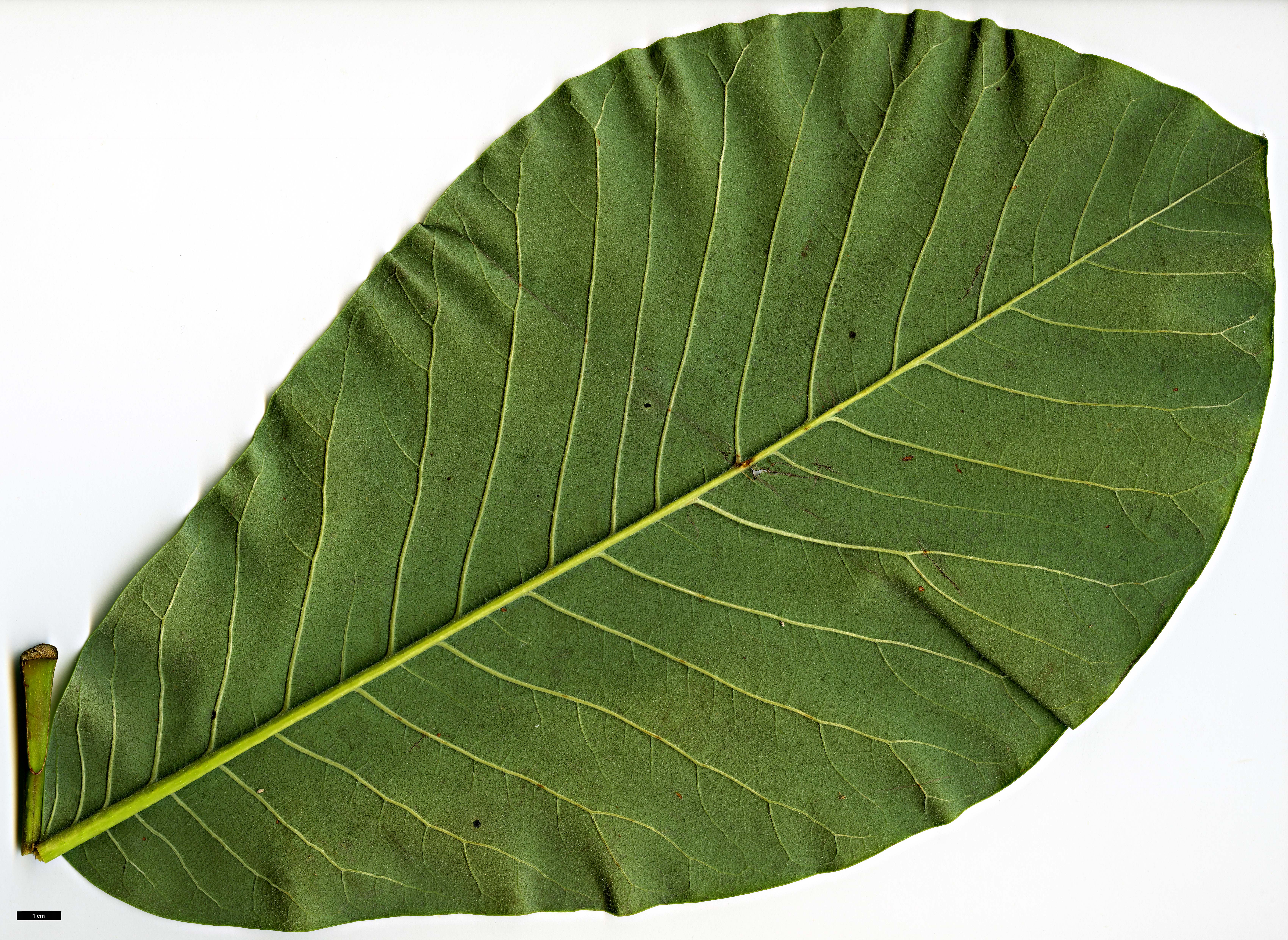 High resolution image: Family: Magnoliaceae - Genus: Magnolia - Taxon: obovata High resolution image: Family: Magnoliaceae - Genus: Magnolia - Taxon: obovata