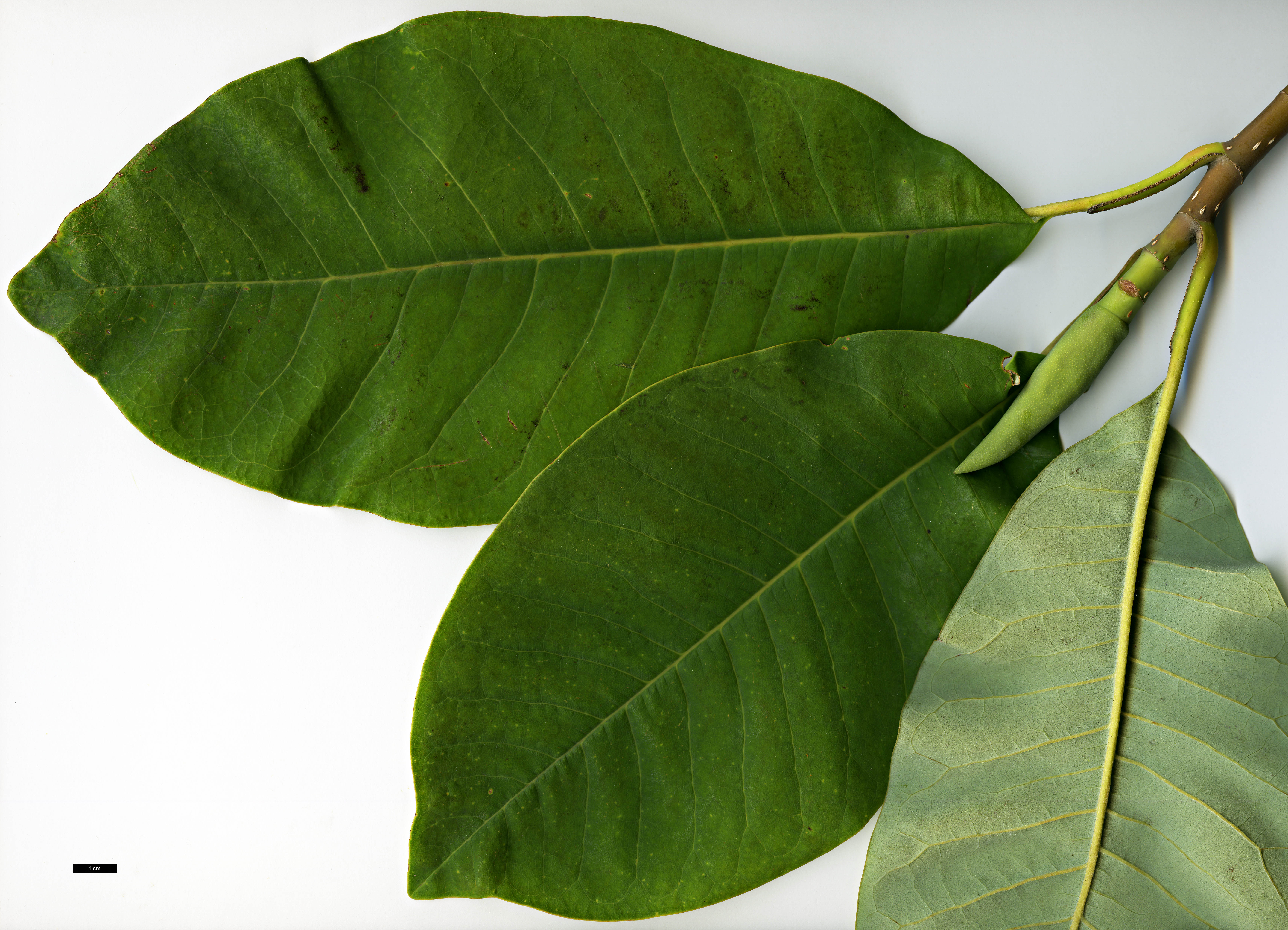 High resolution image: Family: Magnoliaceae - Genus: Magnolia - Taxon: obovata High resolution image: Family: Magnoliaceae - Genus: Magnolia - Taxon: obovata