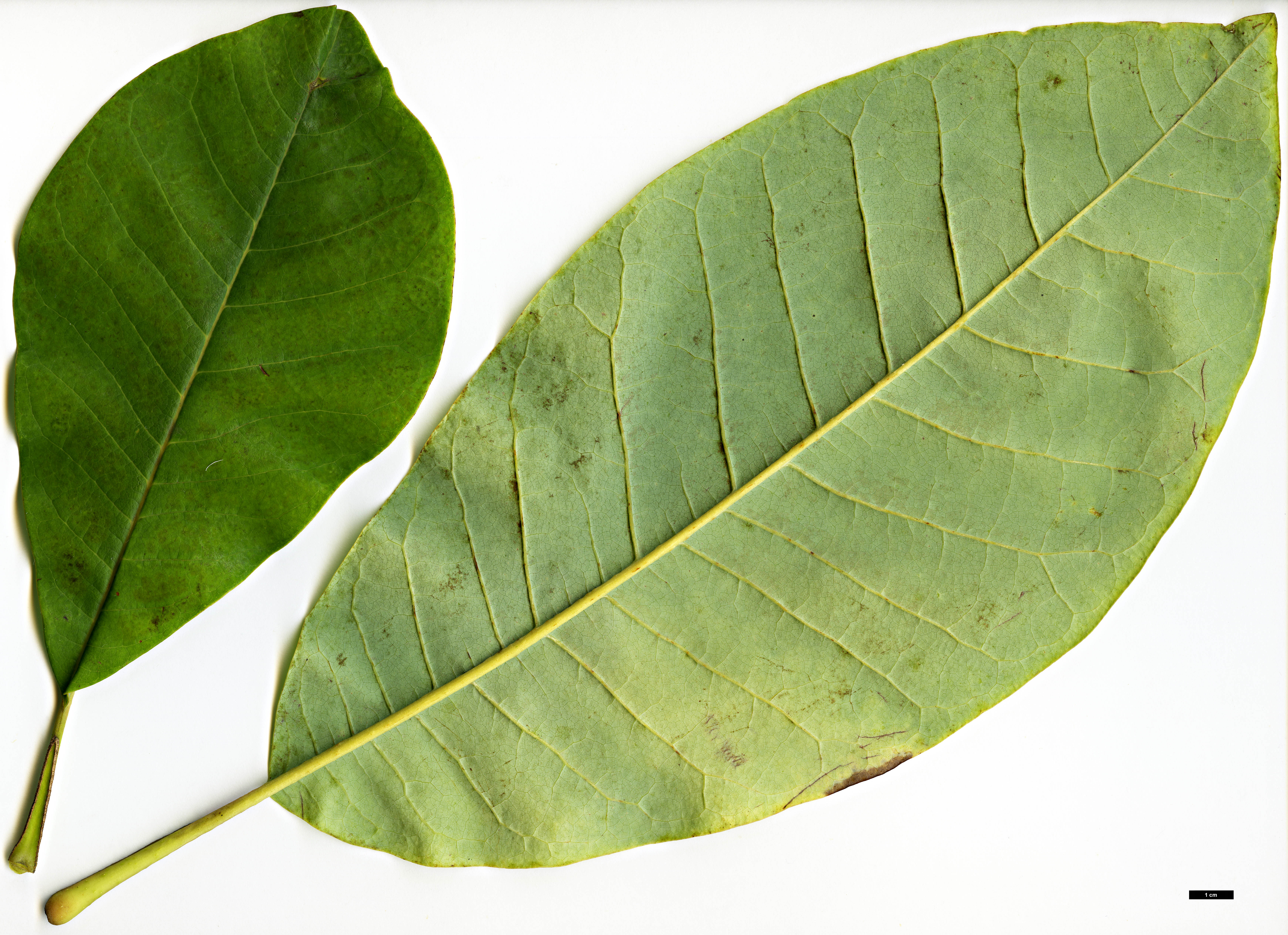 High resolution image: Family: Magnoliaceae - Genus: Magnolia - Taxon: obovata