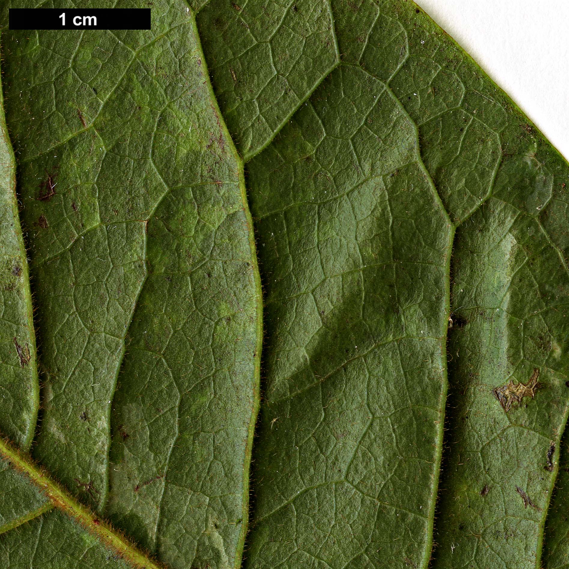 High resolution image: Family: Magnoliaceae - Genus: Magnolia - Taxon: odora