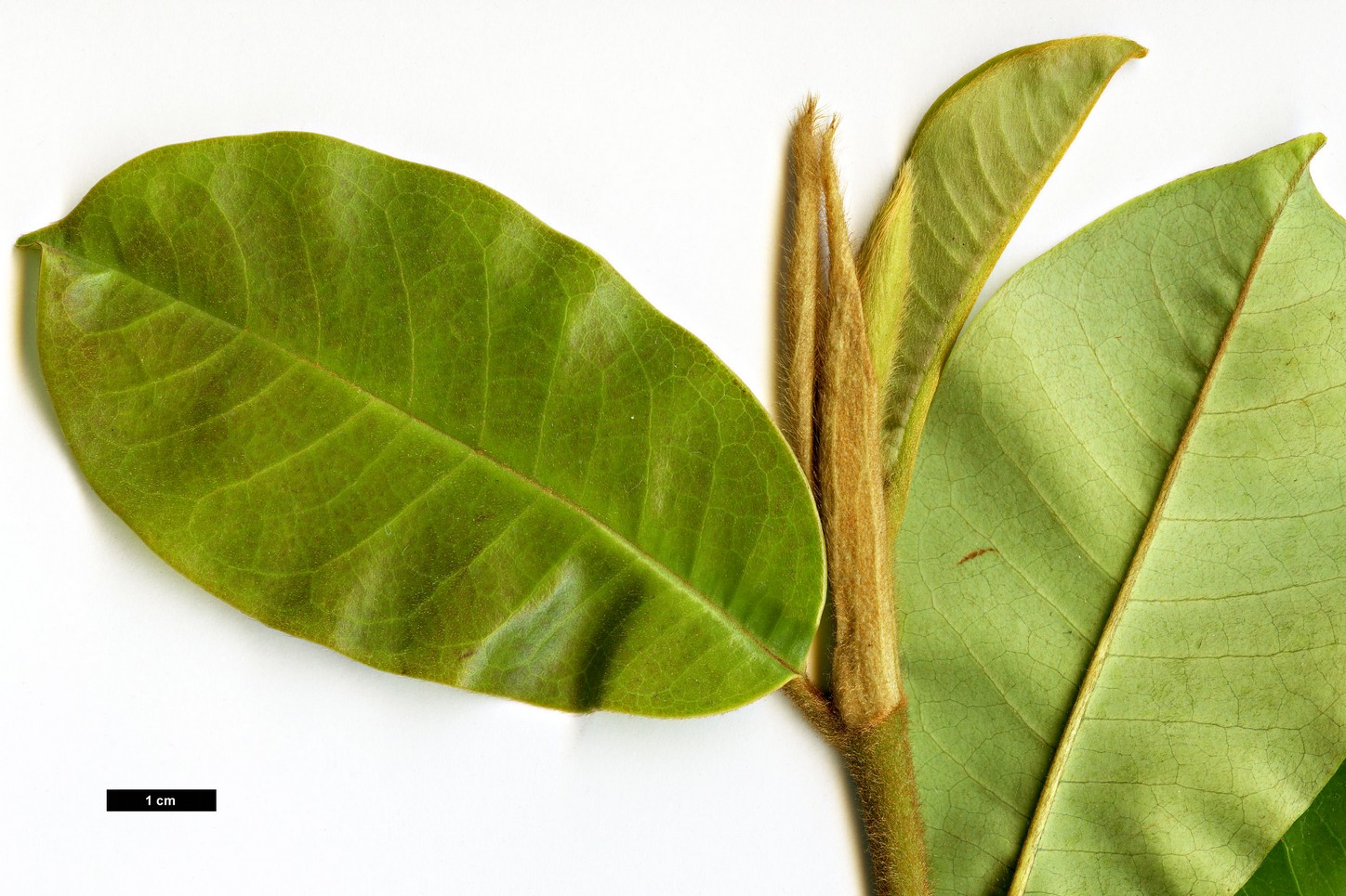 High resolution image: Family: Magnoliaceae - Genus: Magnolia - Taxon: opipara