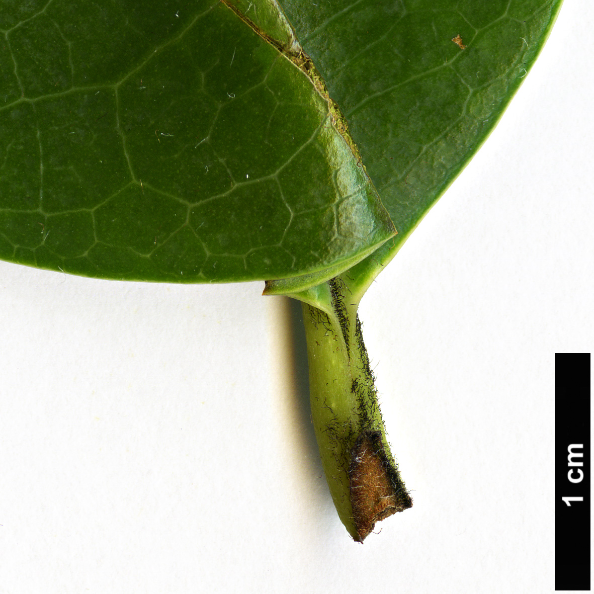 High resolution image: Family: Magnoliaceae - Genus: Magnolia - Taxon: opipara
