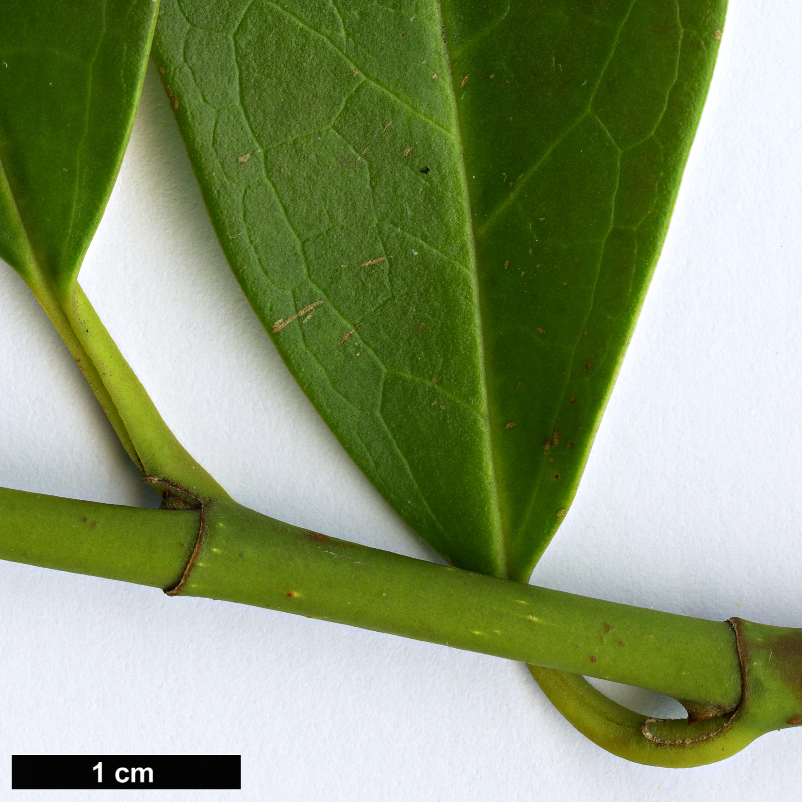 High resolution image: Family: Magnoliaceae - Genus: Magnolia - Taxon: patungensis