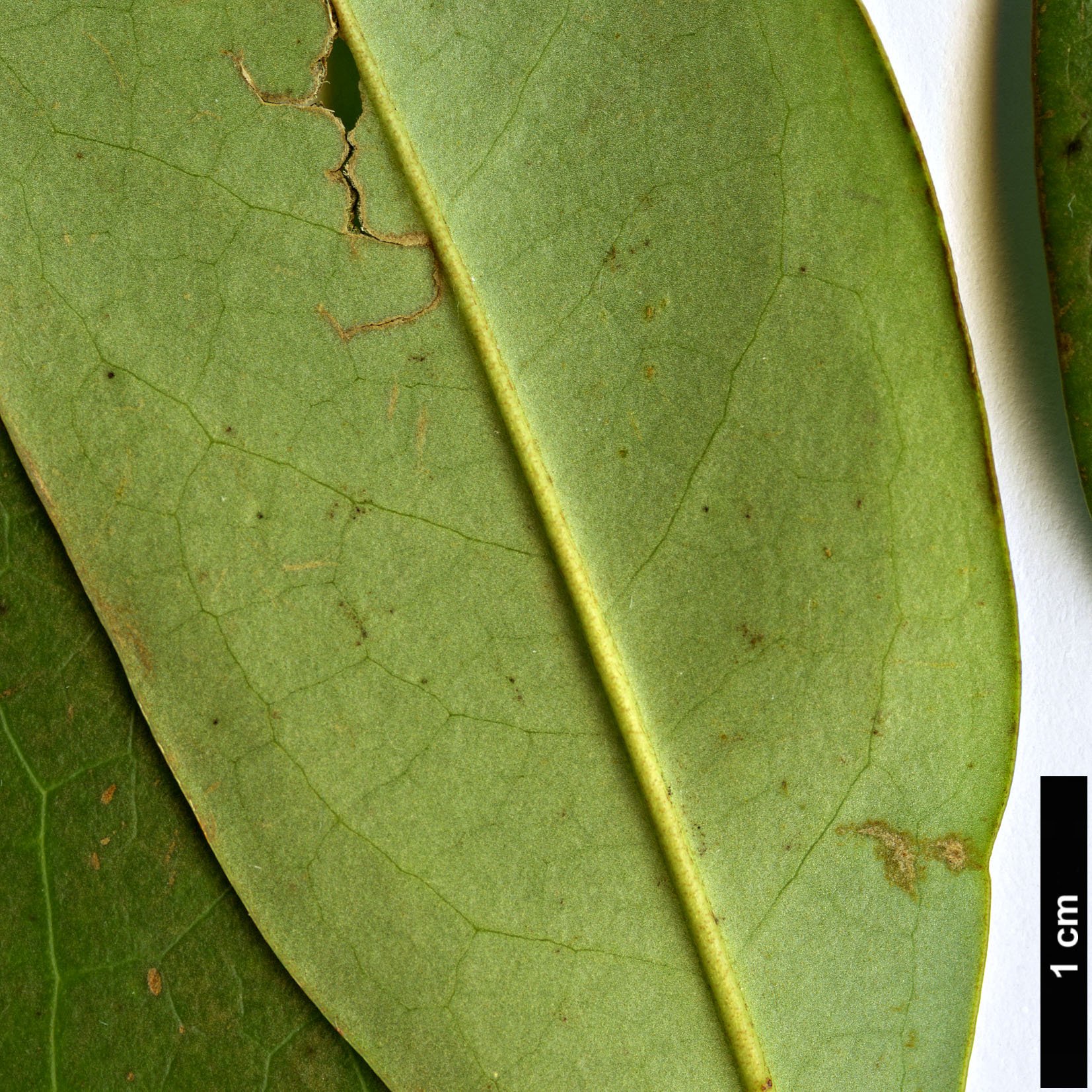 High resolution image: Family: Magnoliaceae - Genus: Magnolia - Taxon: patungensis