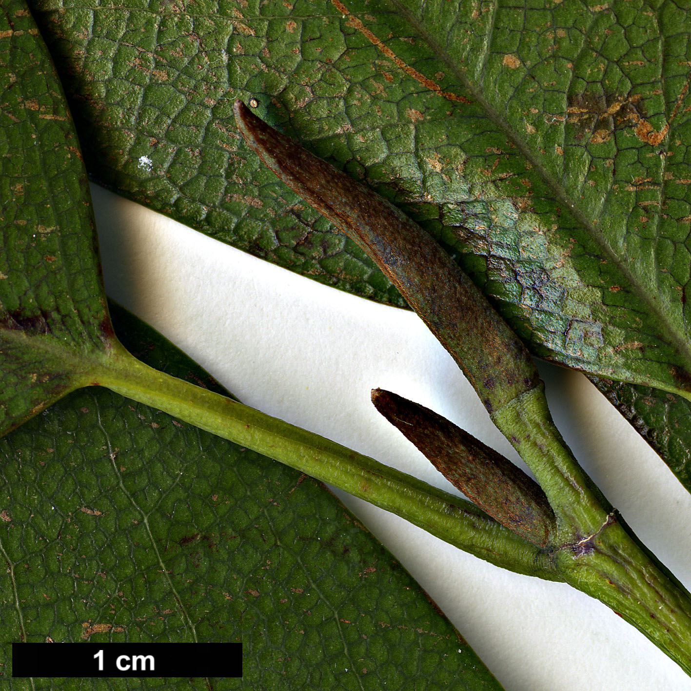 High resolution image: Family: Magnoliaceae - Genus: Magnolia - Taxon: platypetala