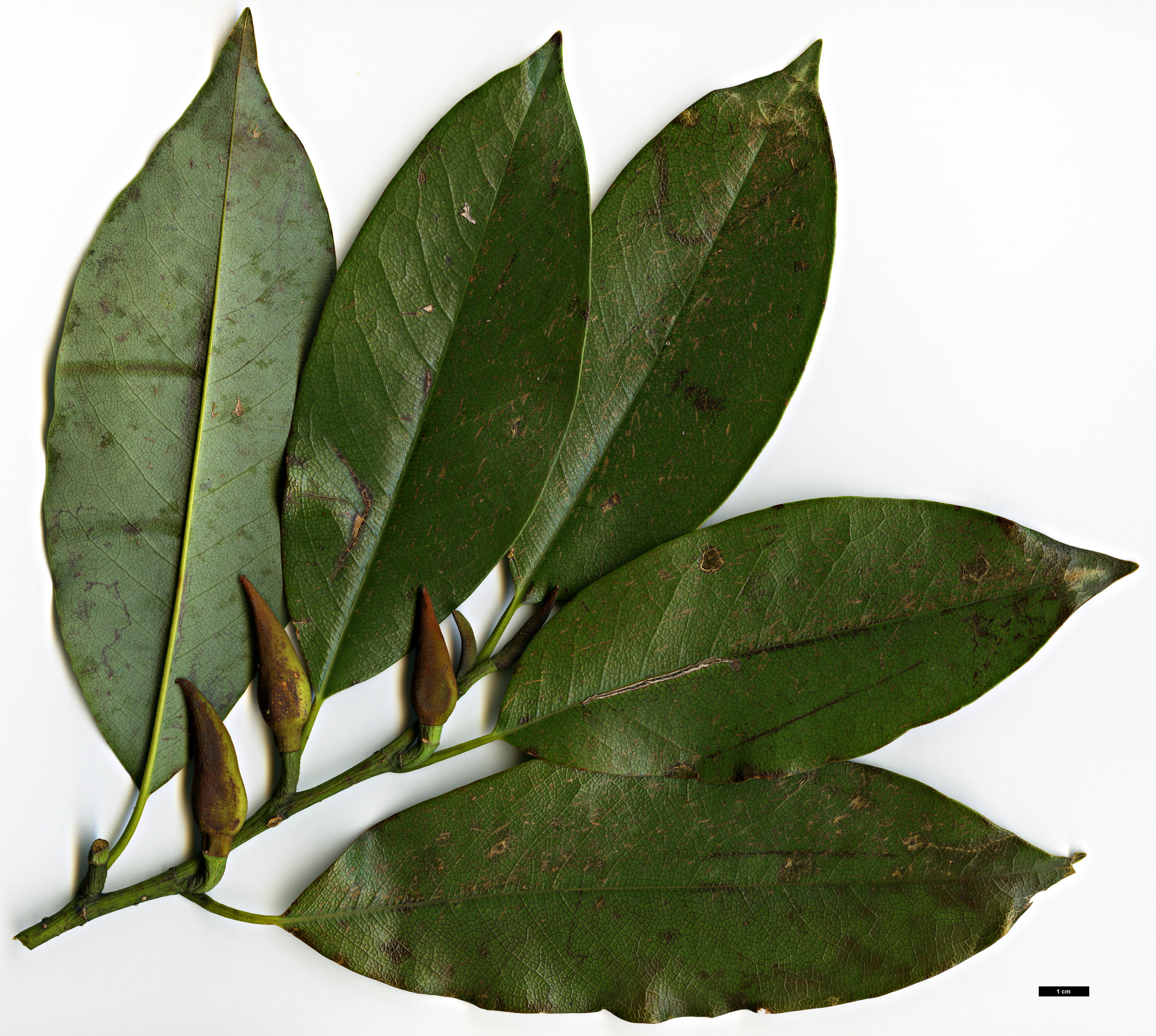 High resolution image: Family: Magnoliaceae - Genus: Magnolia - Taxon: platypetala