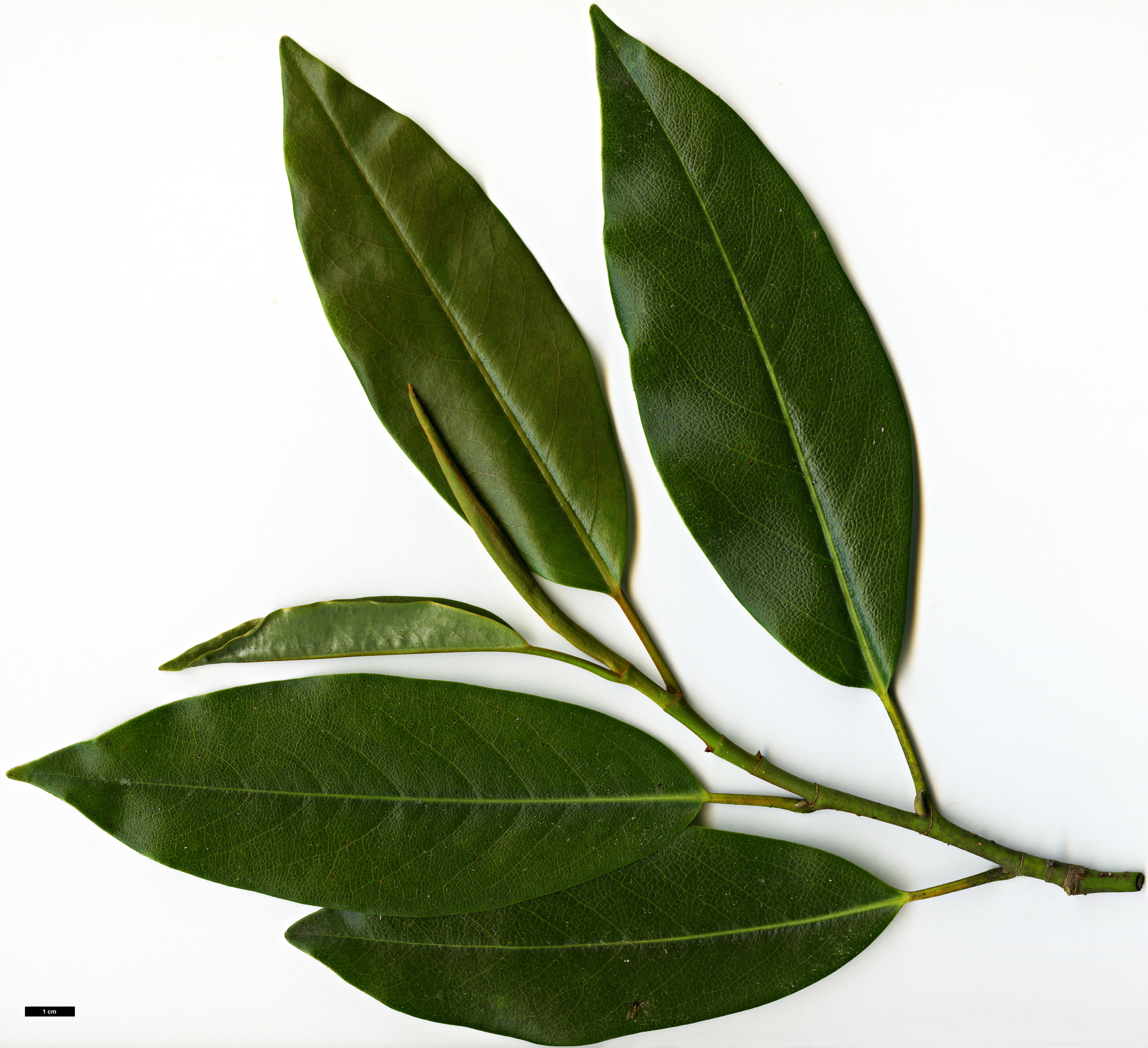 High resolution image: Family: Magnoliaceae - Genus: Magnolia - Taxon: platypetala High resolution image: Family: Magnoliaceae - Genus: Magnolia - Taxon: platypetala