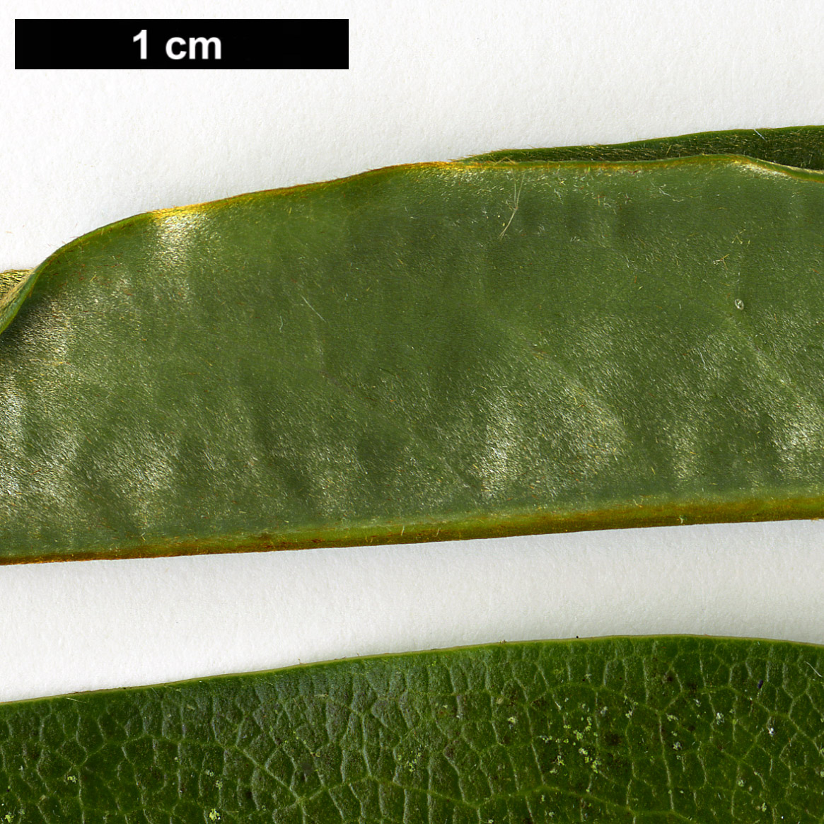 High resolution image: Family: Magnoliaceae - Genus: Magnolia - Taxon: platypetala High resolution image: Family: Magnoliaceae - Genus: Magnolia - Taxon: platypetala