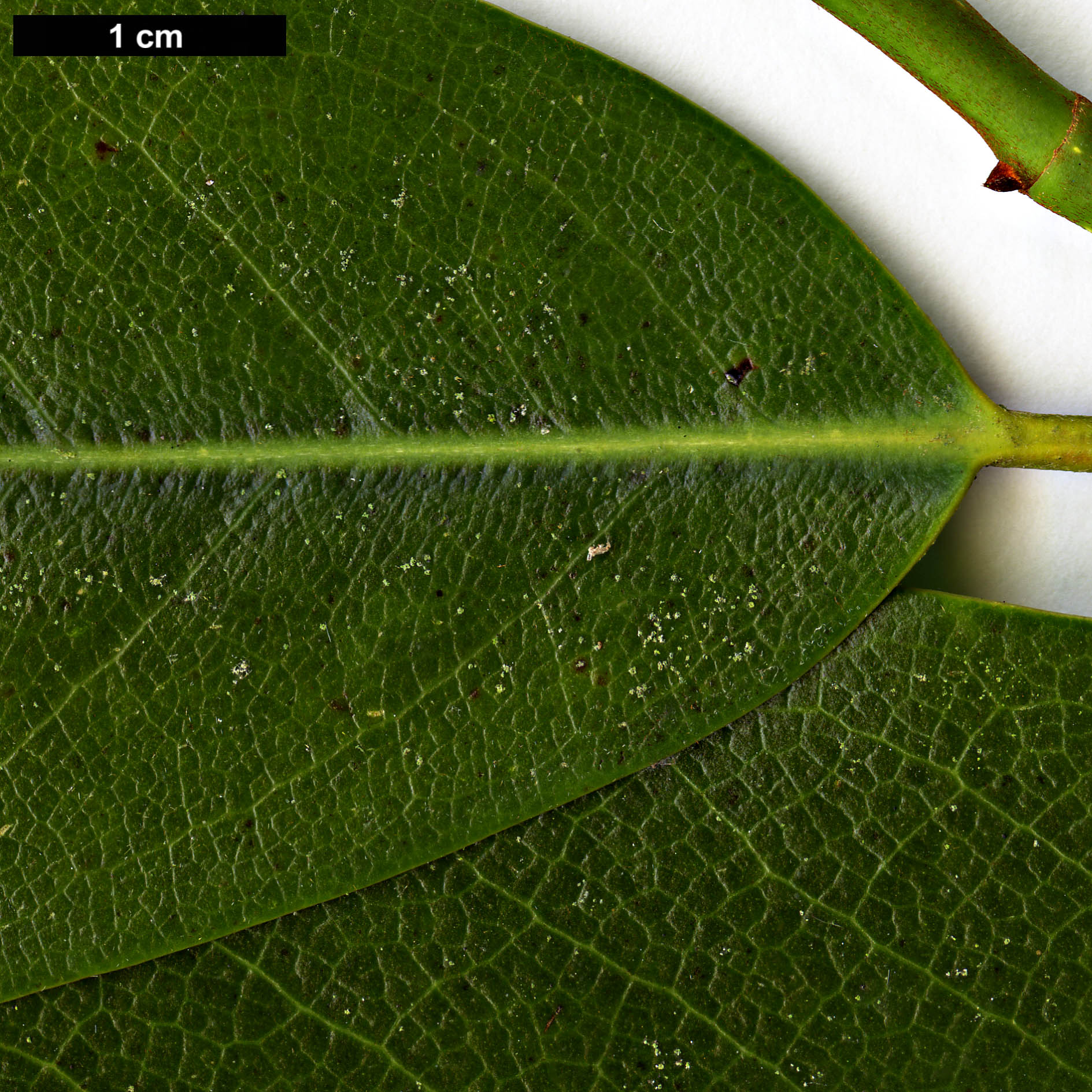 High resolution image: Family: Magnoliaceae - Genus: Magnolia - Taxon: platypetala