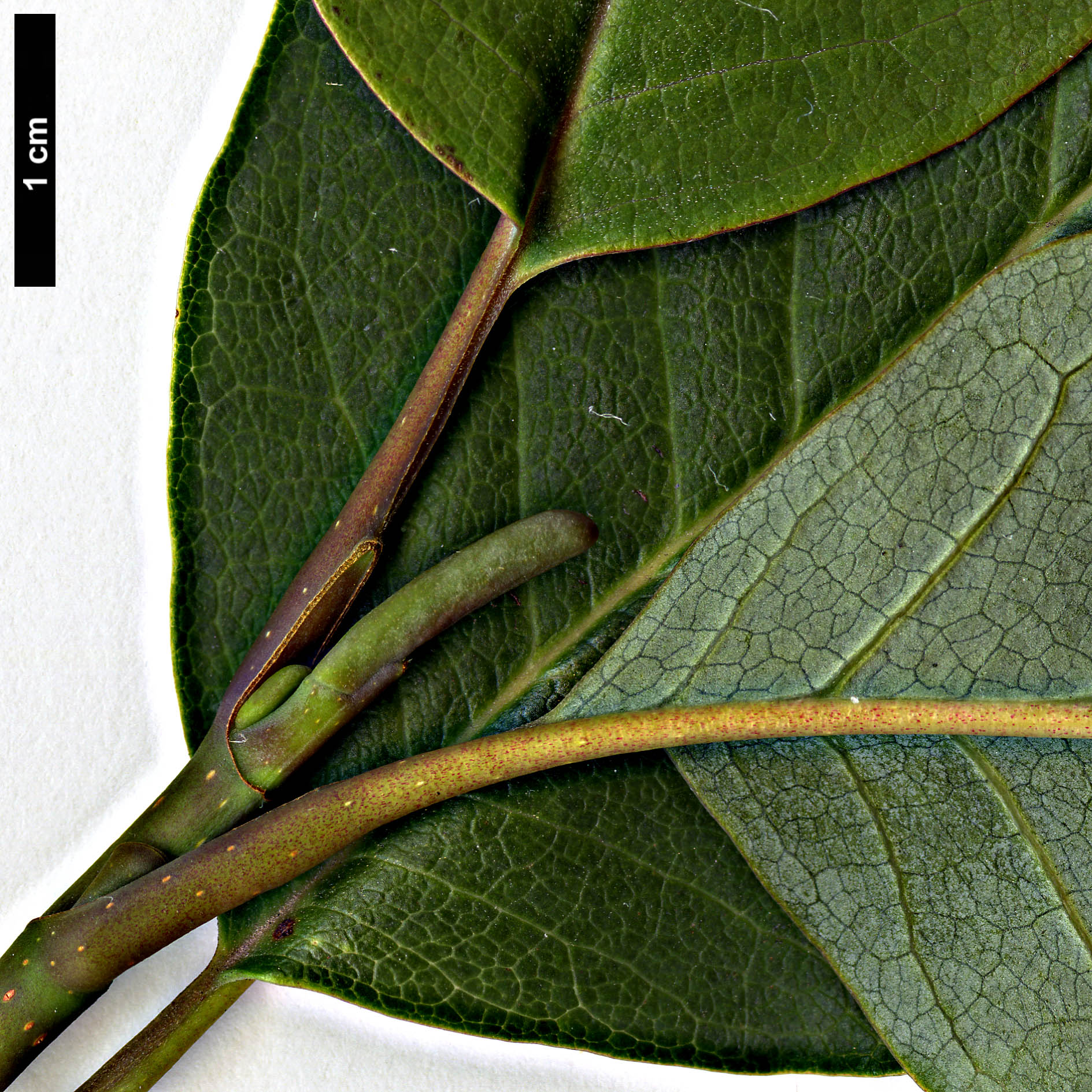 High resolution image: Family: Magnoliaceae - Genus: Magnolia - Taxon: salicifolia