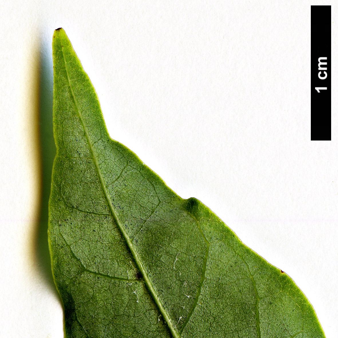 High resolution image: Family: Magnoliaceae - Genus: Magnolia - Taxon: salicifolia