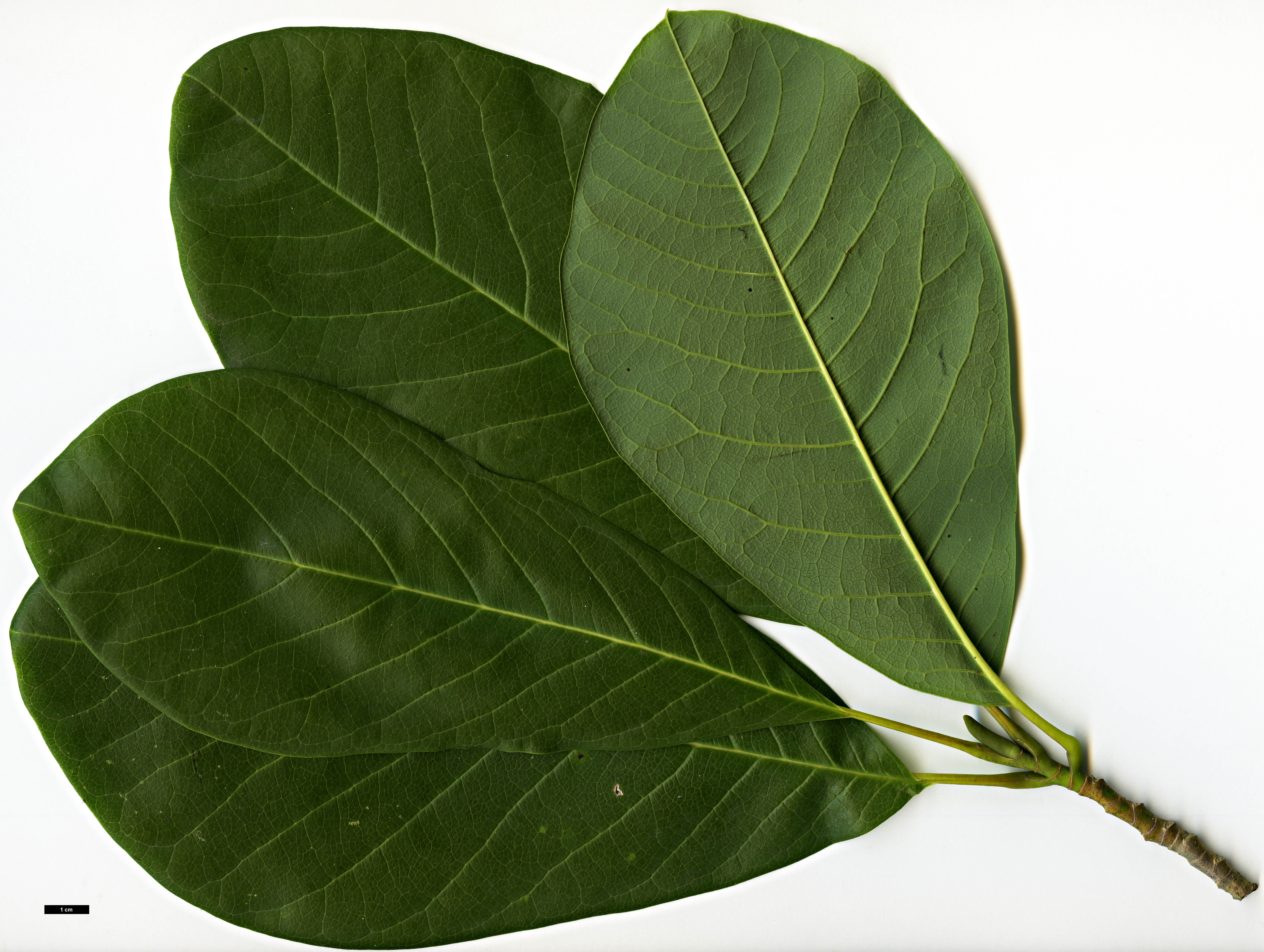 High resolution image: Family: Magnoliaceae - Genus: Magnolia - Taxon: sargentiana High resolution image: Family: Magnoliaceae - Genus: Magnolia - Taxon: sargentiana